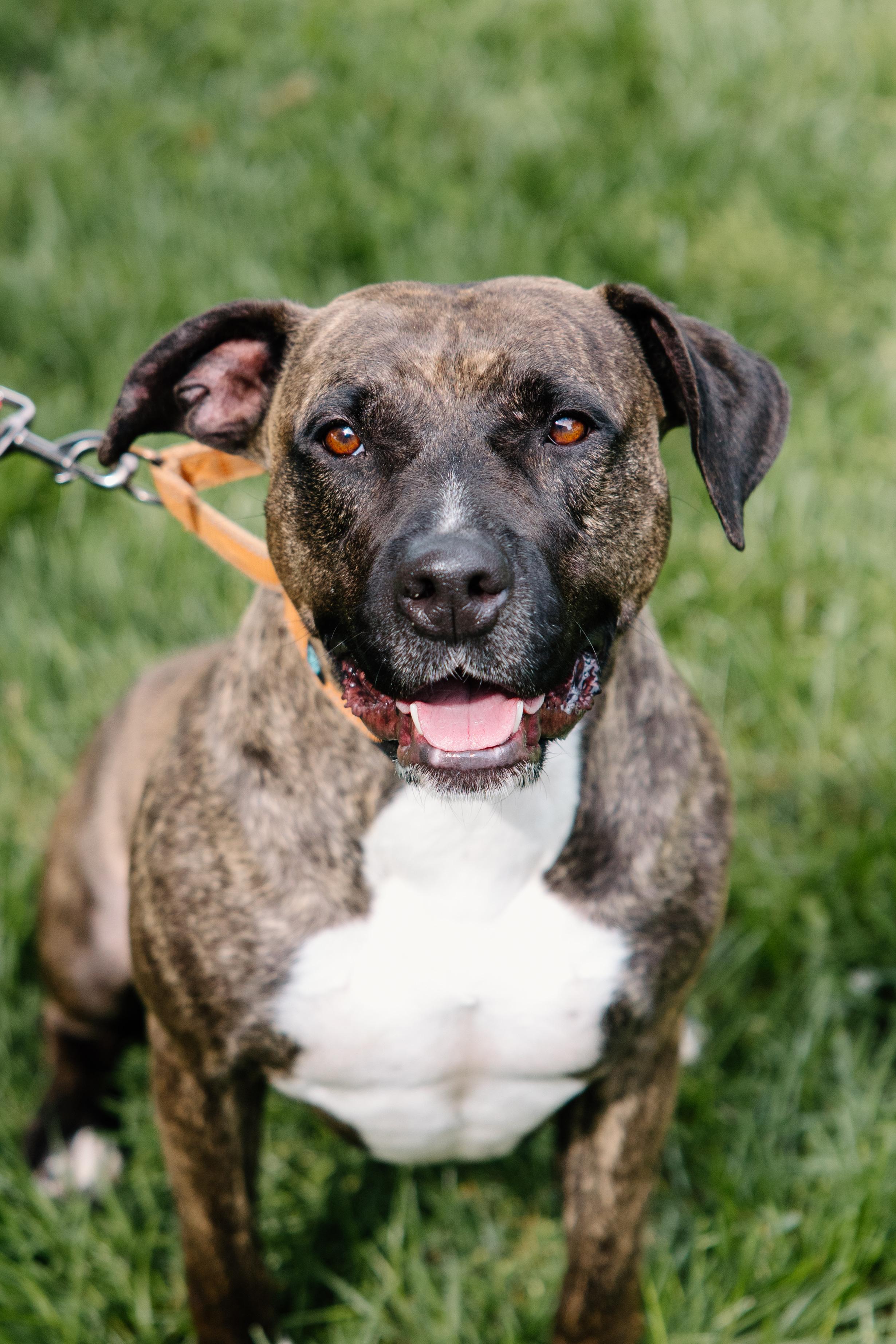 Flame, a Adoptable mixed breed in Columbus, IN image 2/6