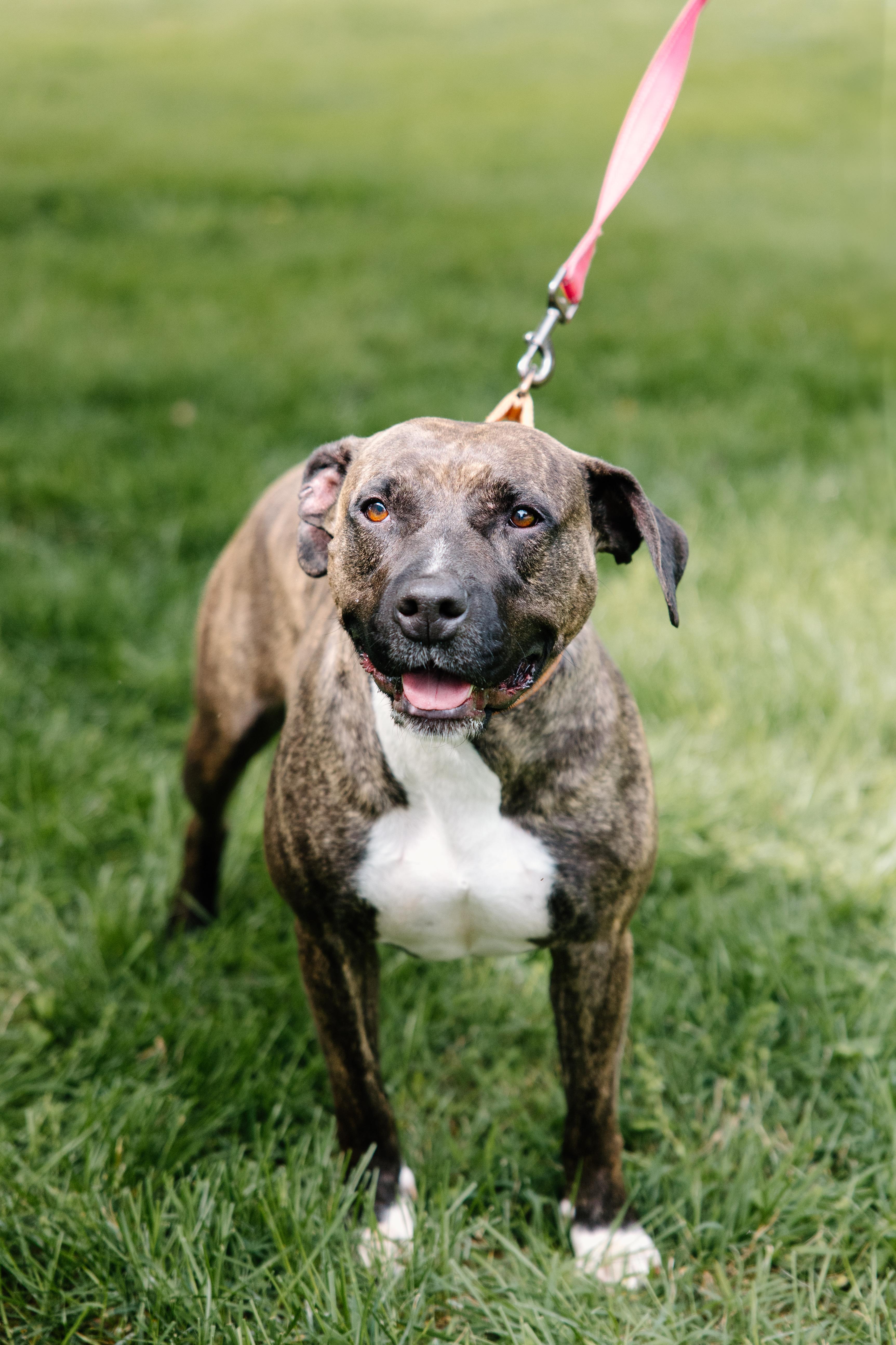 Flame, a Adoptable mixed breed in Columbus, IN image 3/6