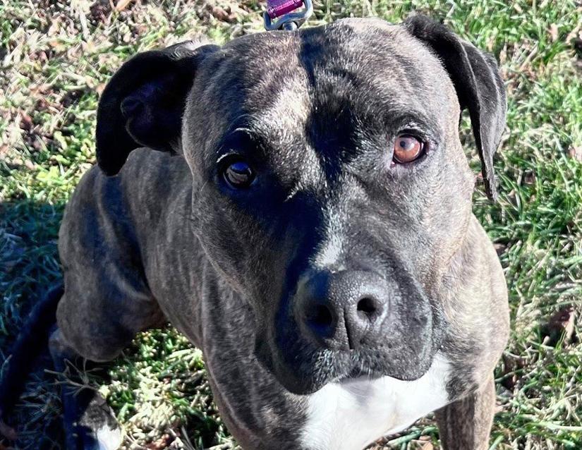 Flame, a Adoptable mixed breed in Columbus, IN image 6/6