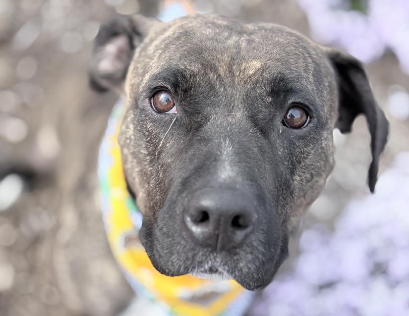 Flame, a Adoptable mixed breed in Columbus, IN image 4/6