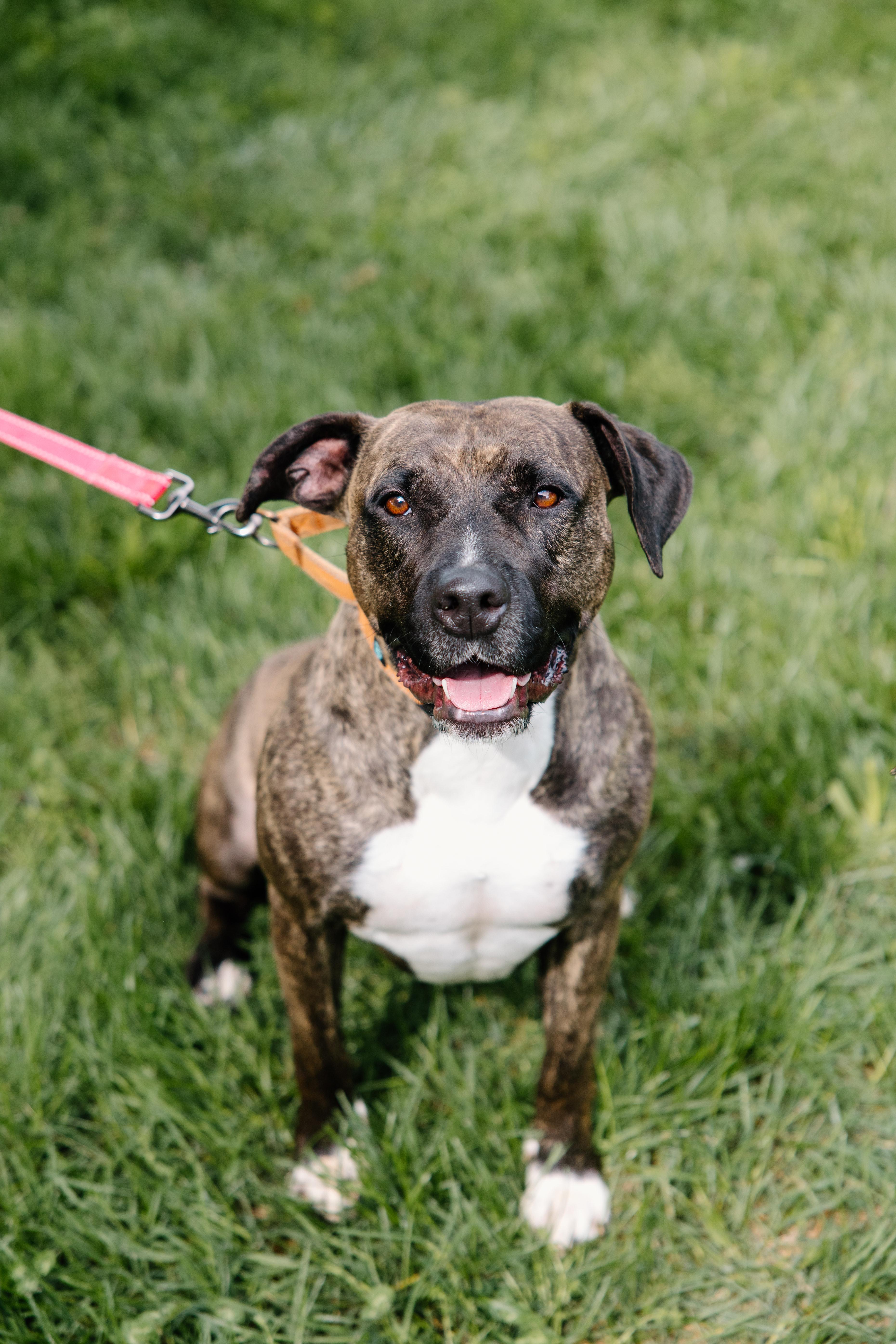 Flame, a Adoptable mixed breed in Columbus, IN image 1/6