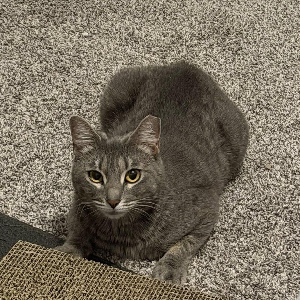 Enlarge Millie, an adopted Manx in Queen Creek, AZ image 3/6
