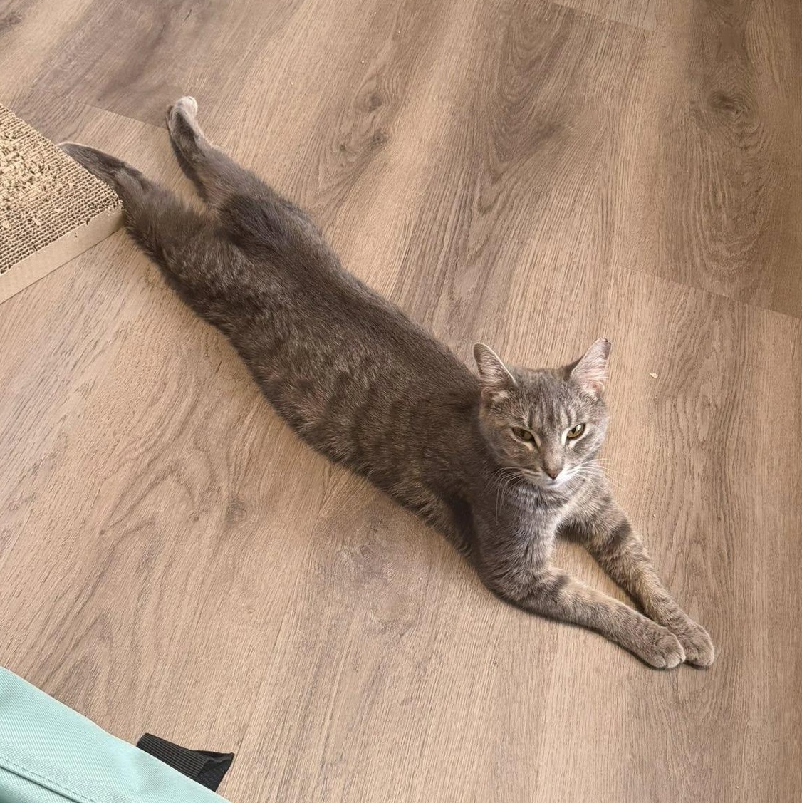 Enlarge Millie, an adopted Manx in Queen Creek, AZ image 2/6