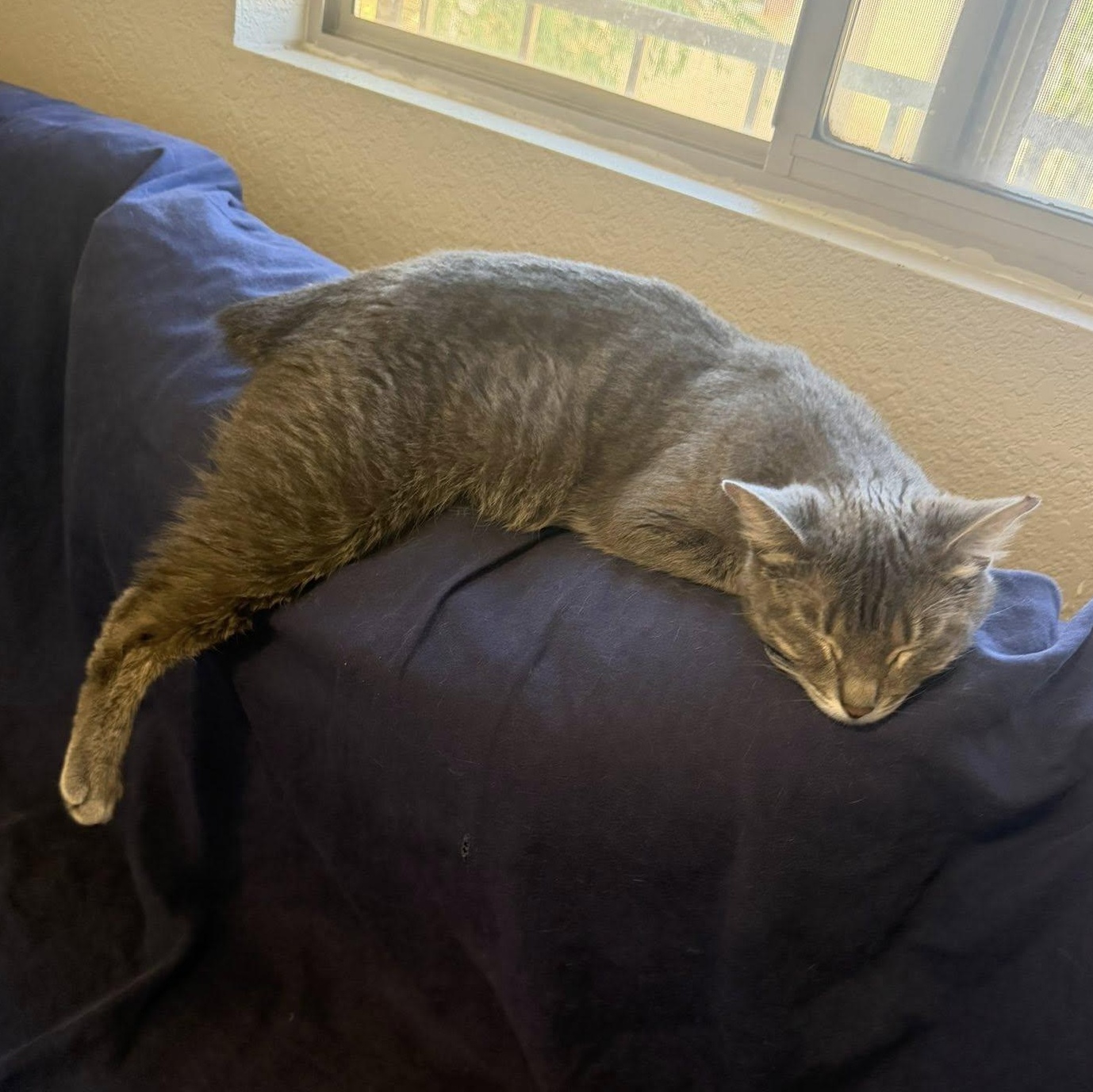 Enlarge Millie, an adopted Manx in Queen Creek, AZ image 4/6