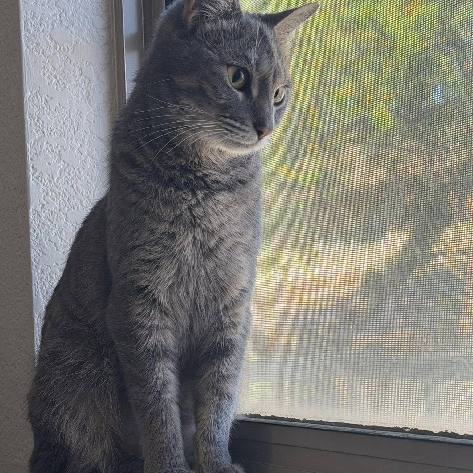 Millie, adopted, Young Female Manx.