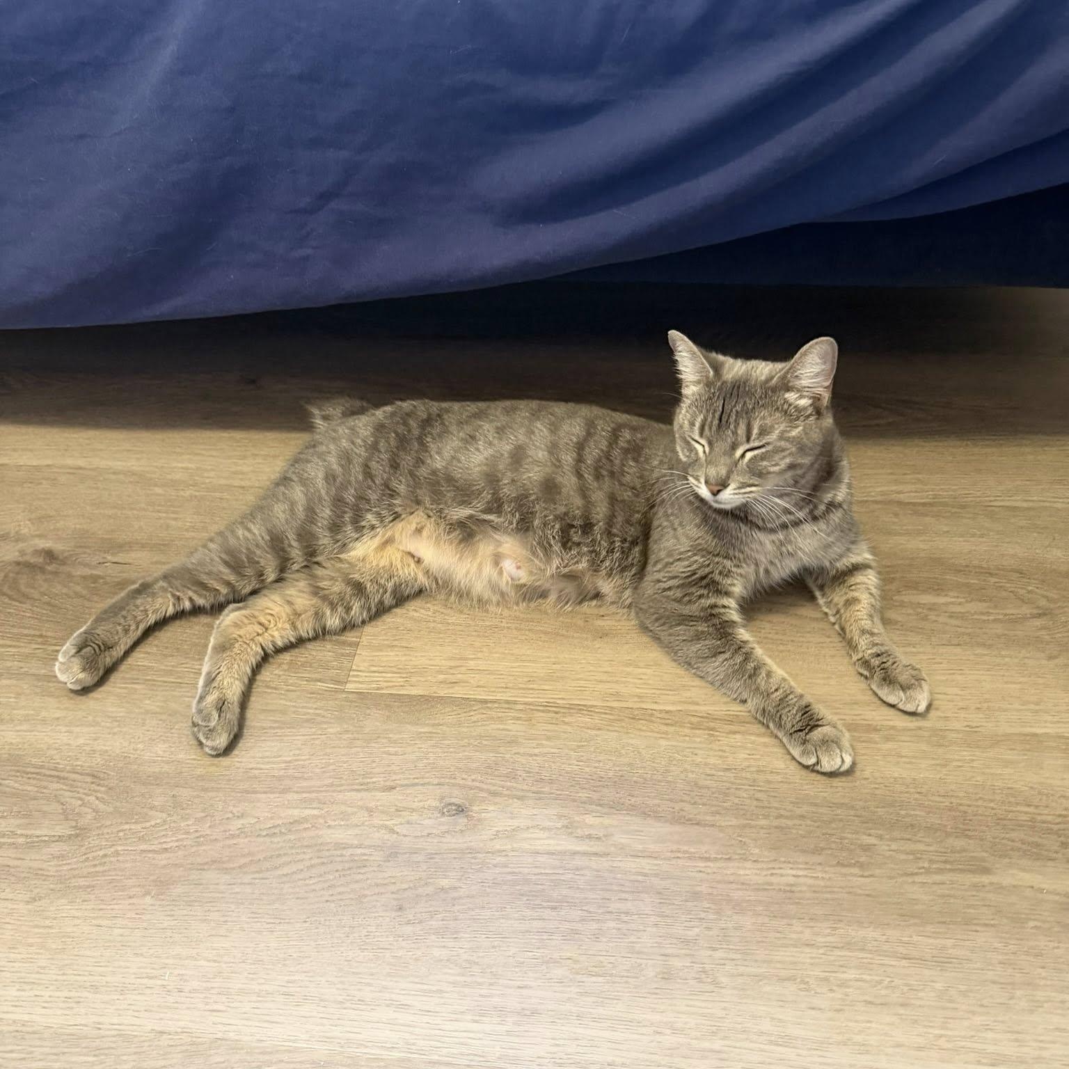Enlarge Millie, an adopted Manx in Queen Creek, AZ image 5/6