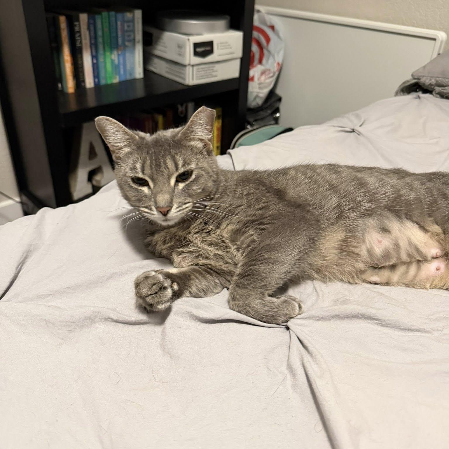 Enlarge Millie, an adopted Manx in Queen Creek, AZ image 6/6