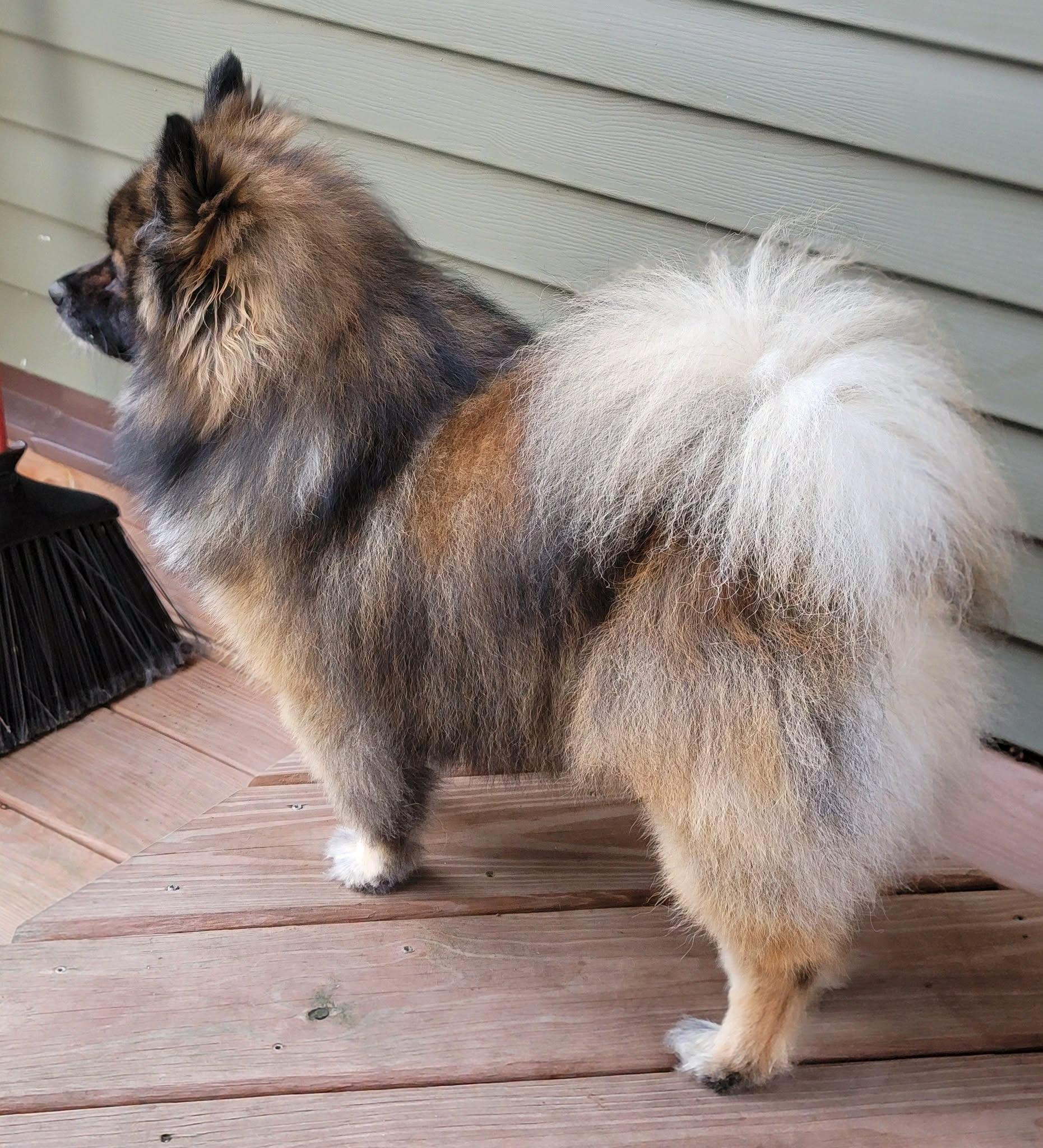 Trace, a ADOPTABLE Pomeranian in Whitewater, WI image 2/6