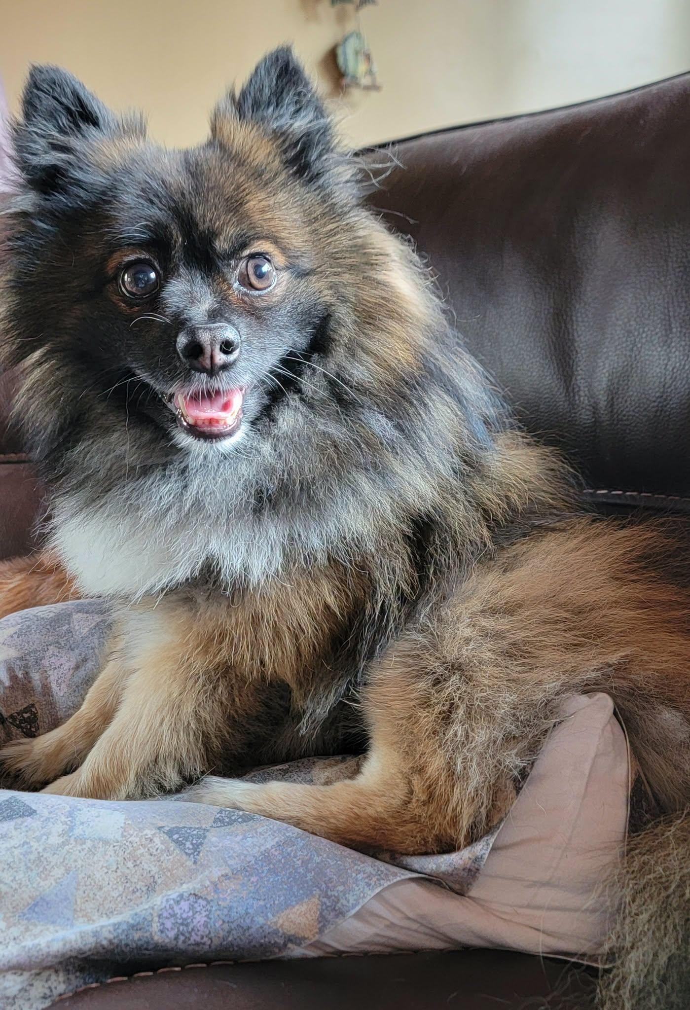 Trace, a ADOPTABLE Pomeranian in Whitewater, WI image 3/6