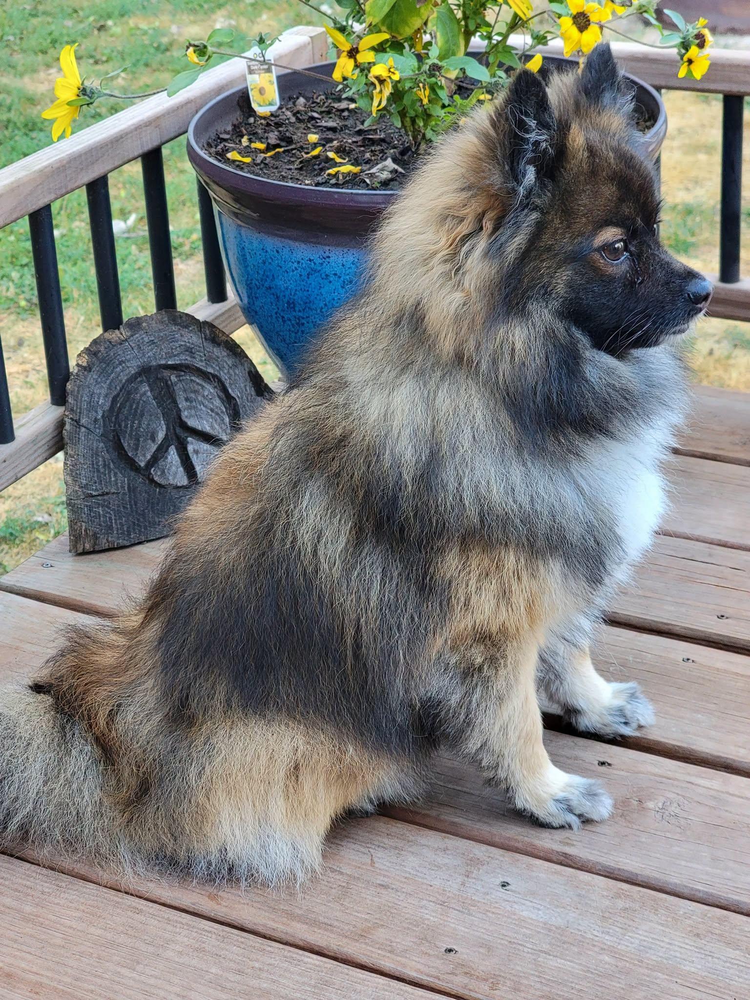 Trace, a ADOPTABLE Pomeranian in Whitewater, WI image 5/6