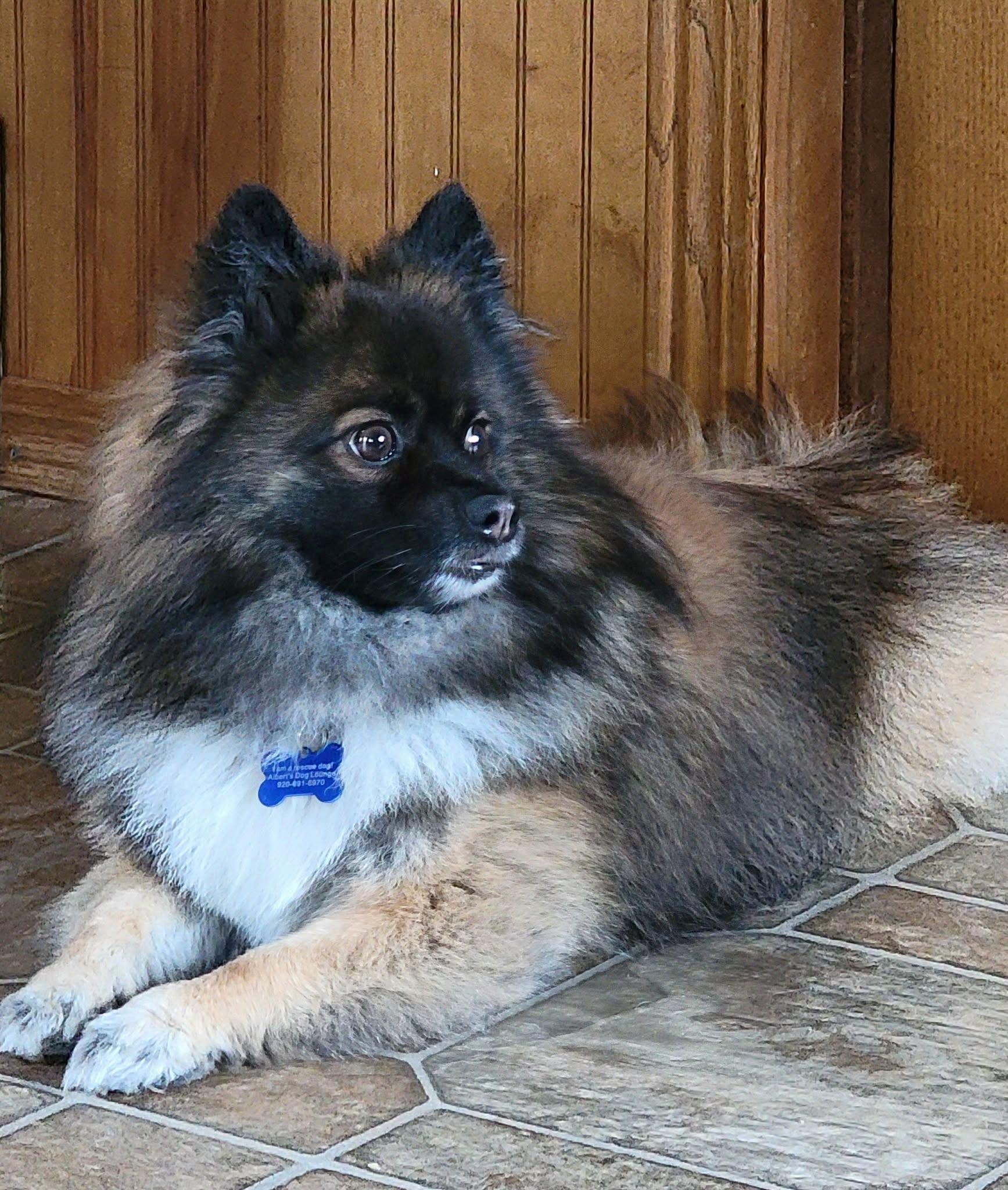 Trace, a ADOPTABLE Pomeranian in Whitewater, WI image 6/6