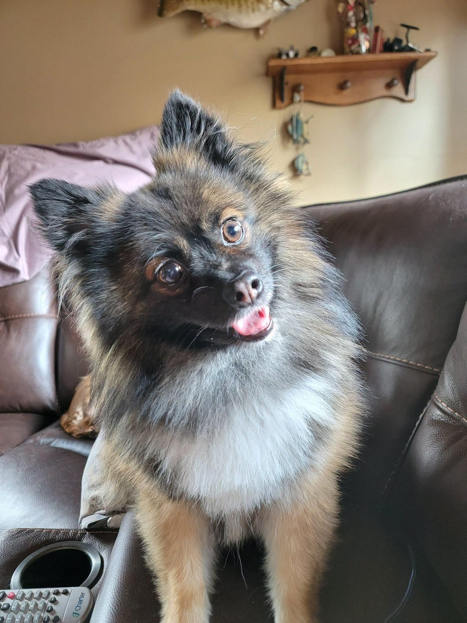 Trace, a ADOPTABLE Pomeranian in Whitewater, WI image 4/6