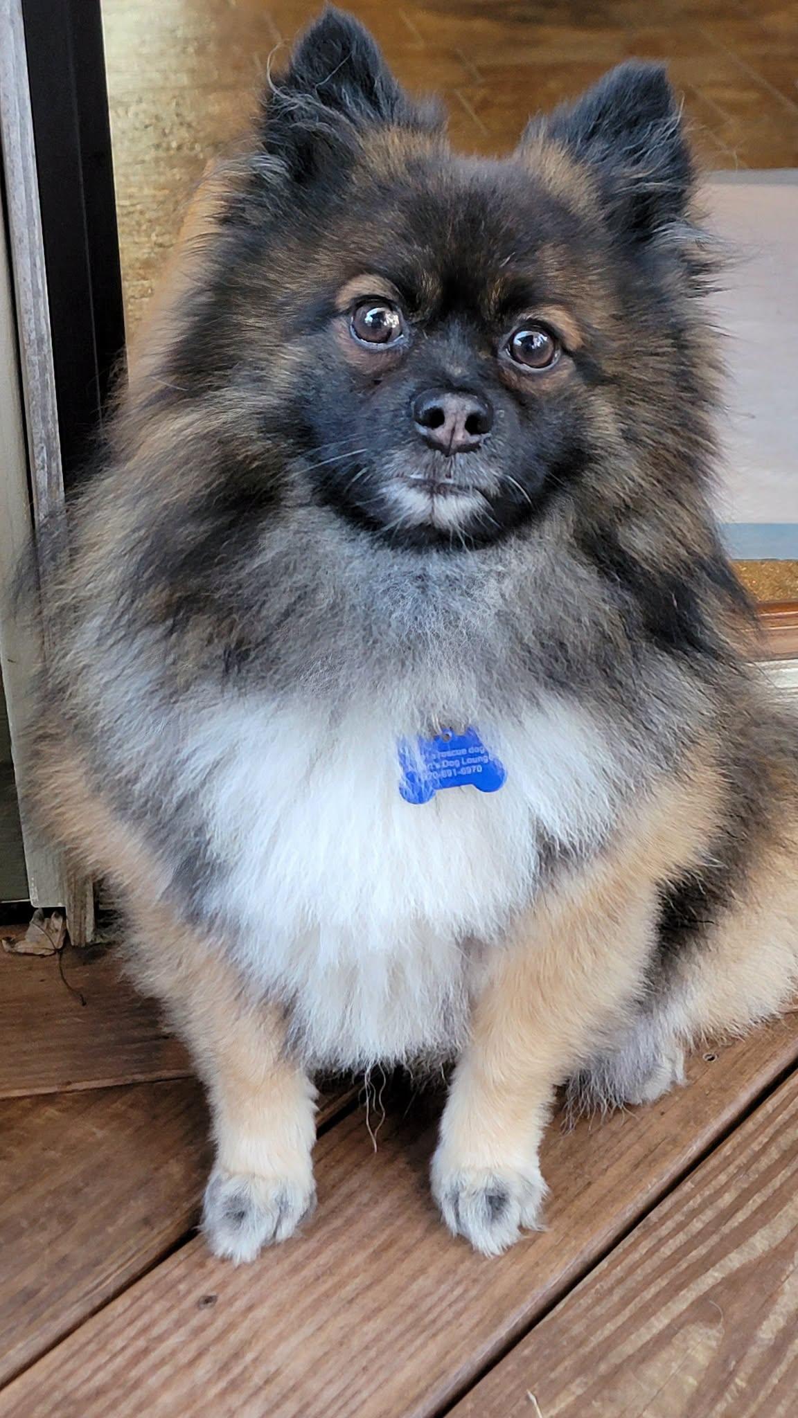 Trace, a ADOPTABLE Pomeranian in Whitewater, WI image 1/6