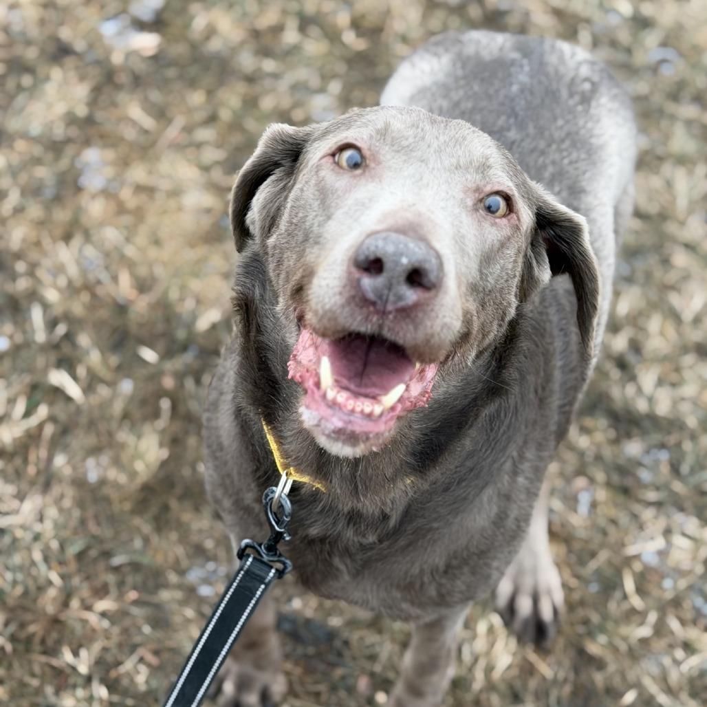 Missy No-no, Adoptable, Adult Female Labrador Retriever.