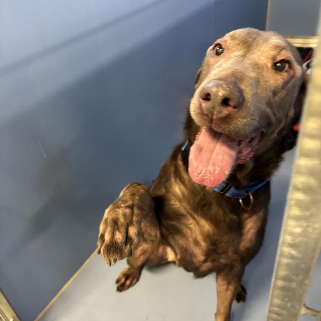 Enlarge Missy No-no, a Adoptable mixed breed in Norfolk, NE image 2/6