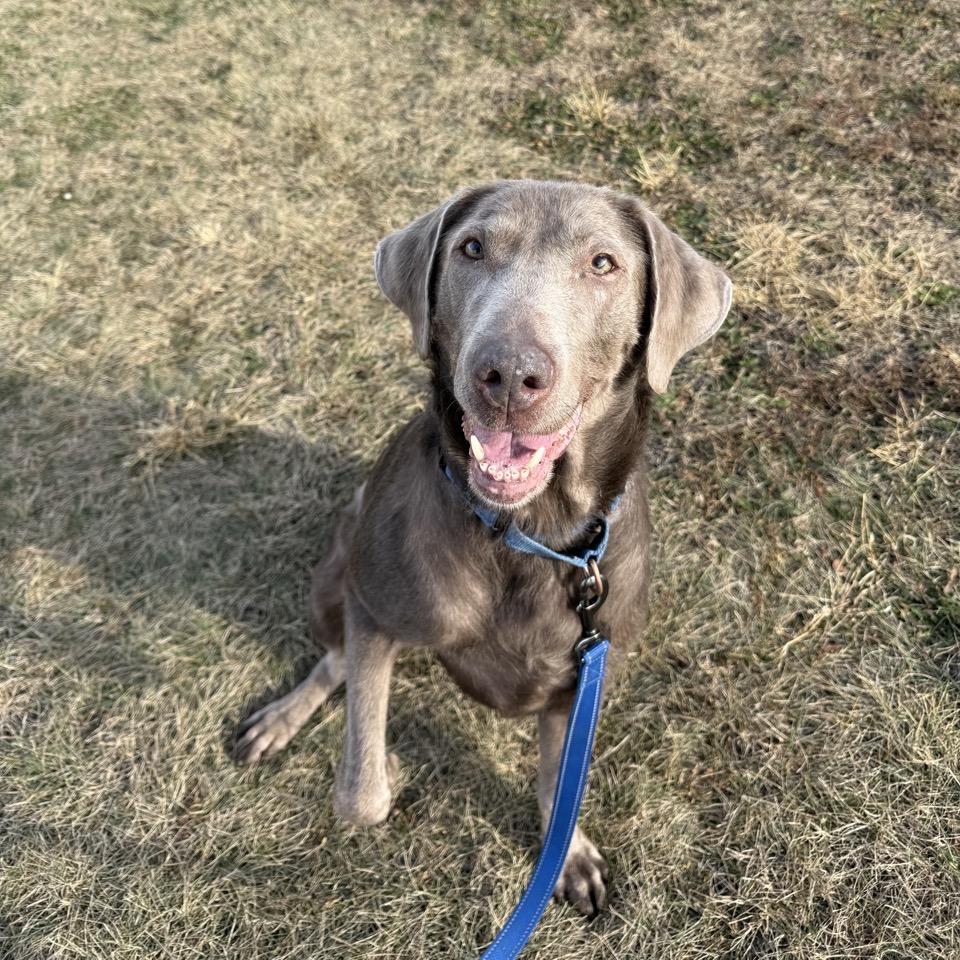 Enlarge Missy No-no, a Adoptable mixed breed in Norfolk, NE image 3/6