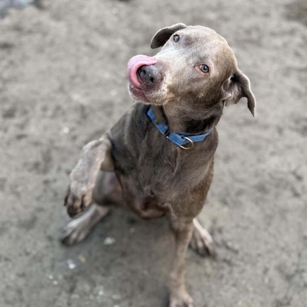 Enlarge Missy No-no, a Adoptable mixed breed in Norfolk, NE image 4/6