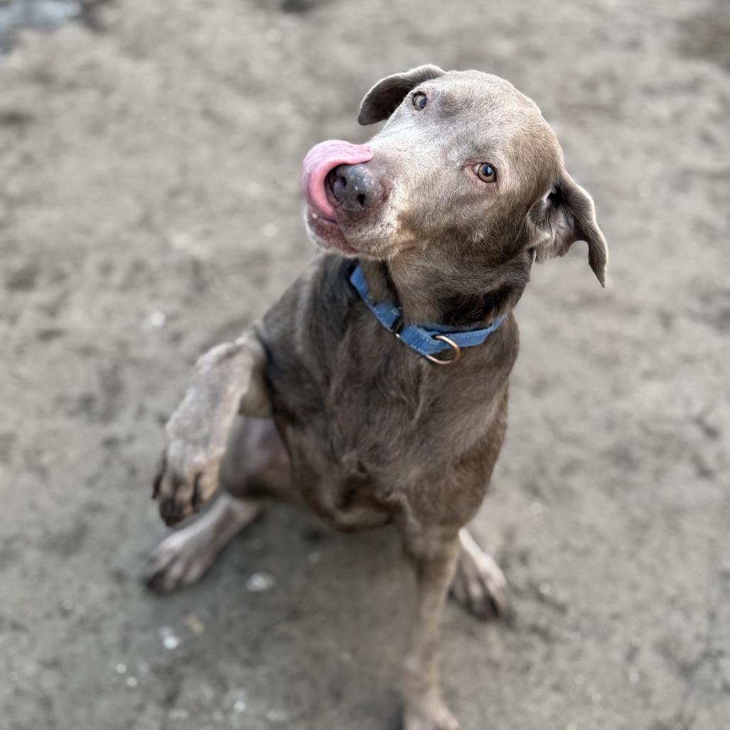 Enlarge Missy No-no, a Adoptable mixed breed in Norfolk, NE image 5/6