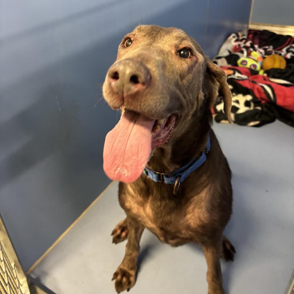 Enlarge Missy No-no, a Adoptable mixed breed in Norfolk, NE image 6/6