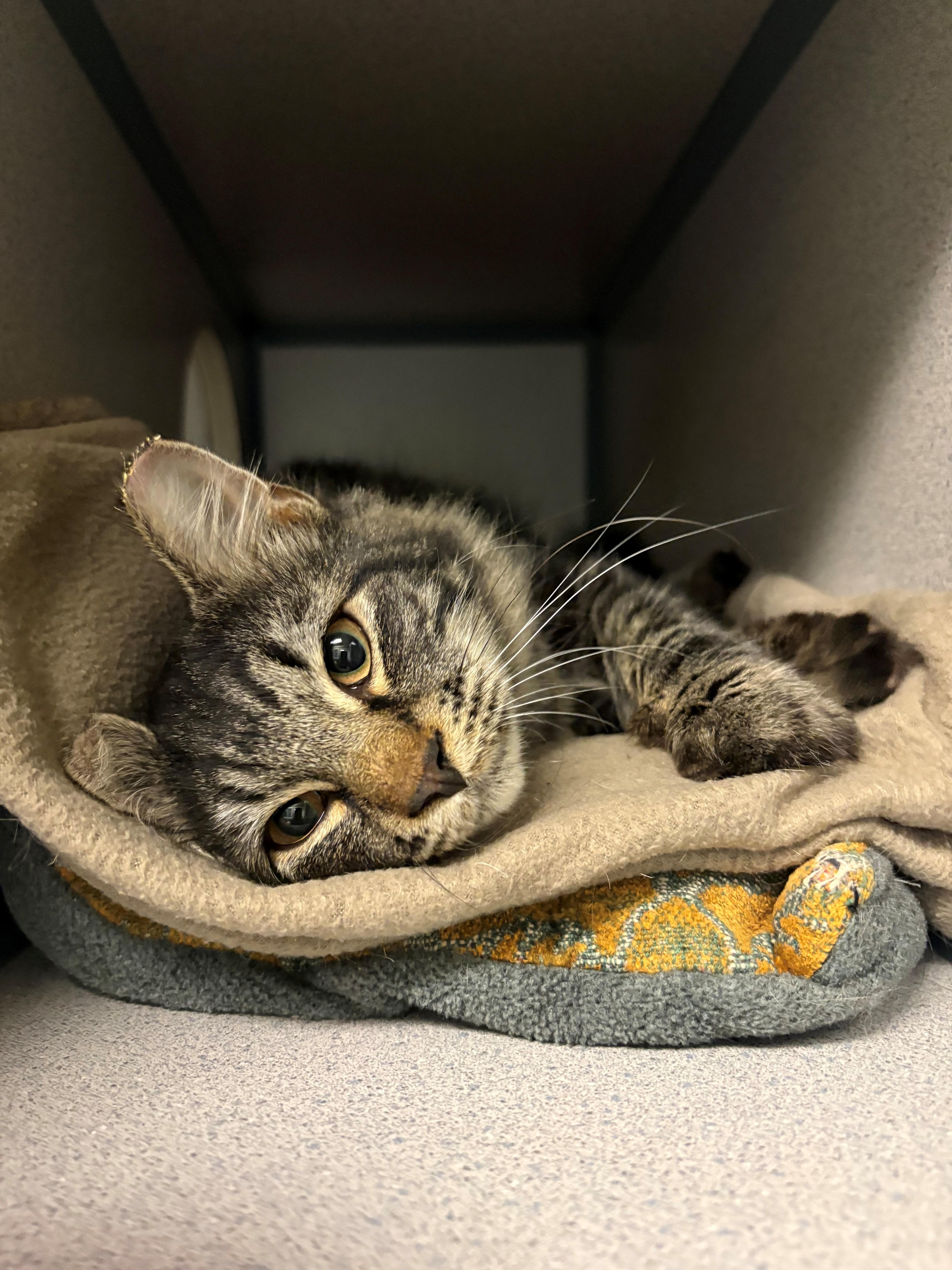 Enlarge Gomez, a Adoptable Domestic Long Hair in Grass Valley, CA image 1/1