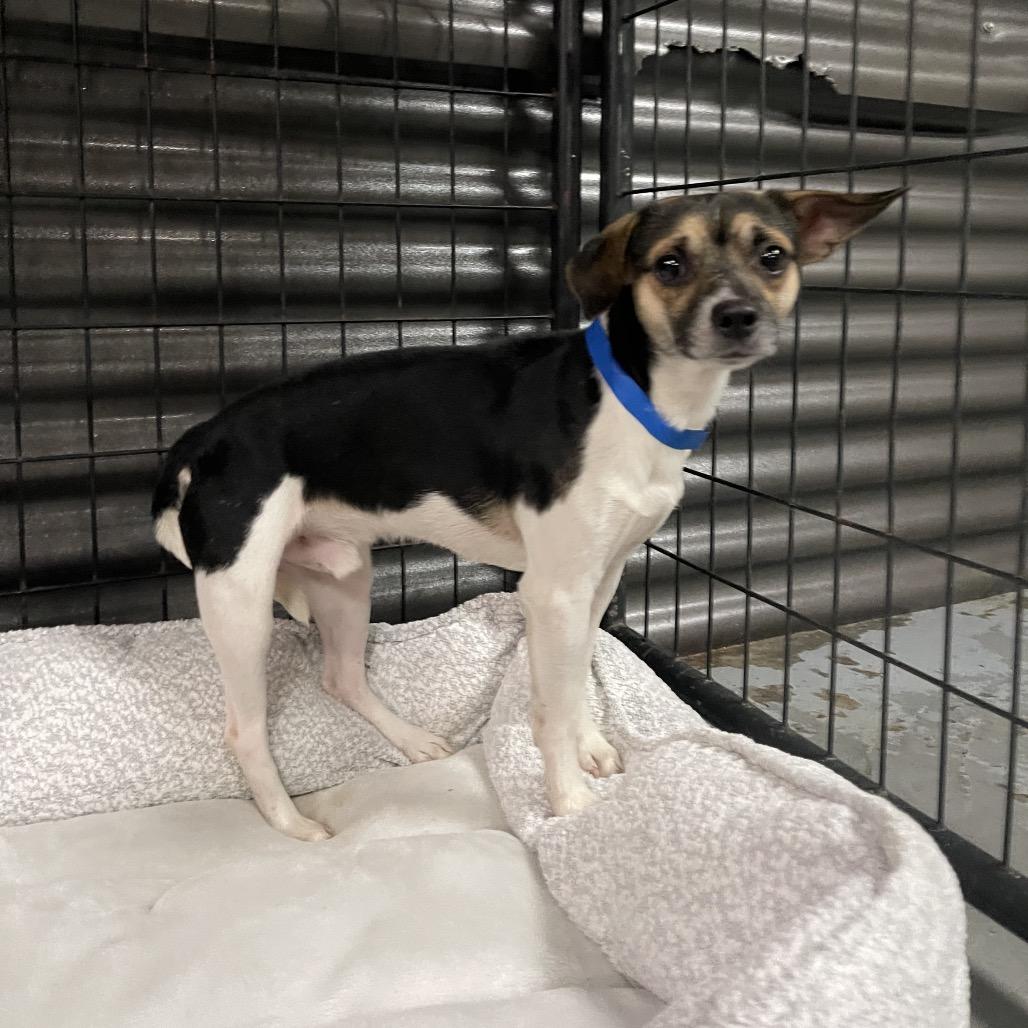 Enlarge Bruno, a Adoptable Chihuahua in Tacoma, WA image 1/1