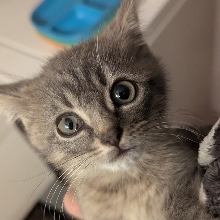 Enlarge Sebastian, an adopted Domestic Short Hair in Johnstown, PA image 2/5