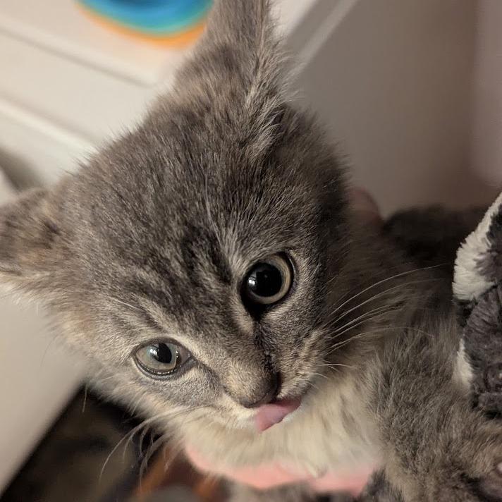 Enlarge Sebastian, an adopted Domestic Short Hair in Johnstown, PA image 3/5