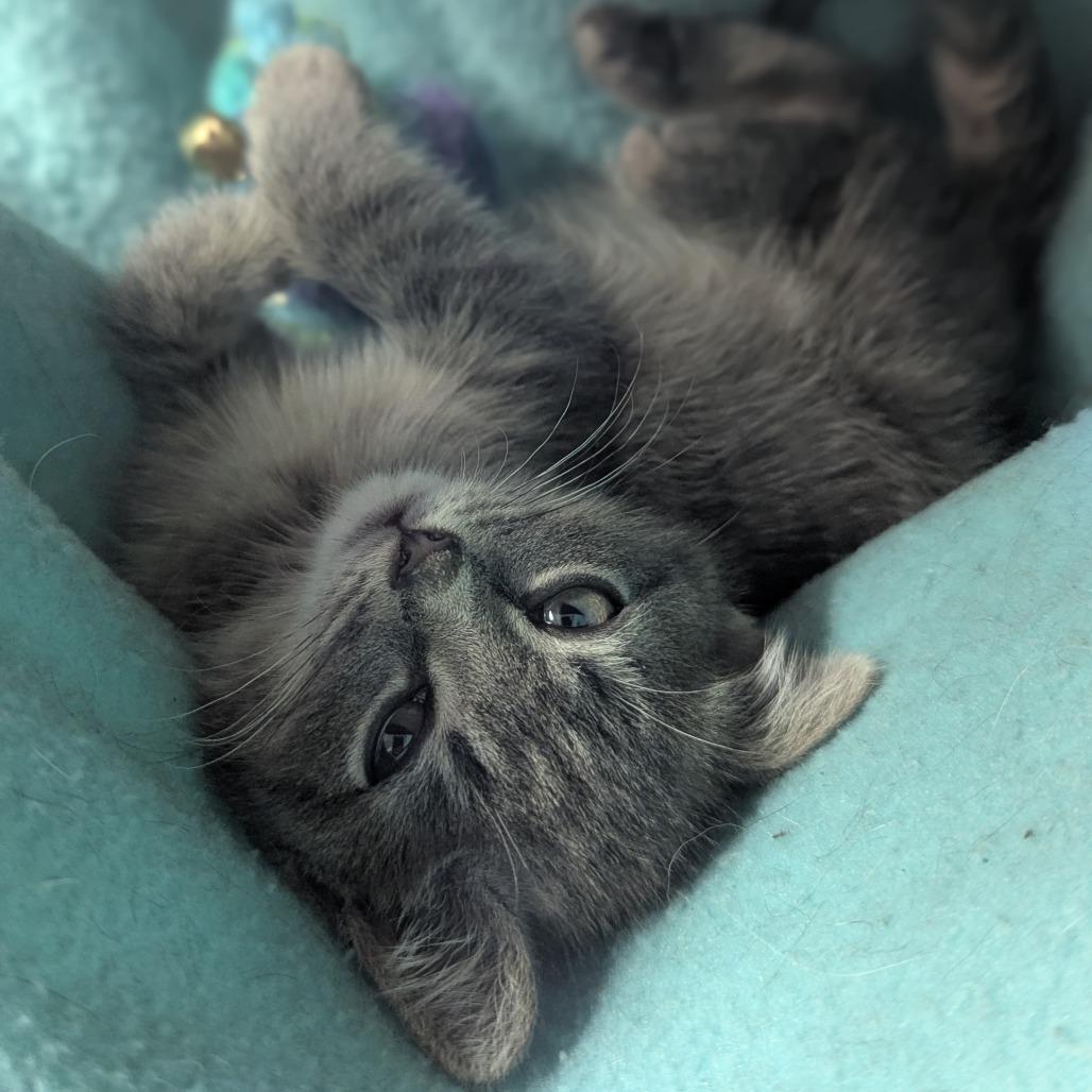 Enlarge Sebastian, an adopted Domestic Short Hair in Johnstown, PA image 1/5