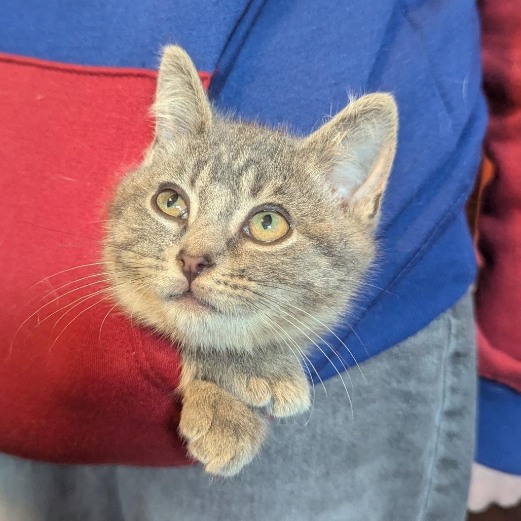 Enlarge Sebastian, an adopted Domestic Short Hair in Johnstown, PA image 5/5