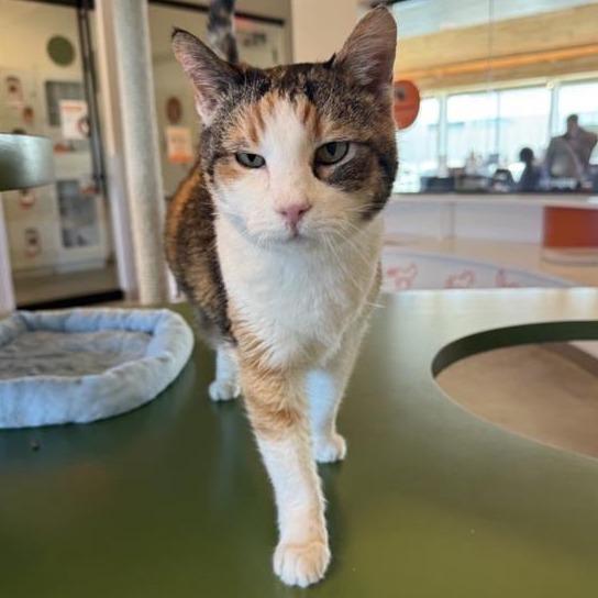 Hermione, Adoptable, Senior Female Domestic Short Hair.