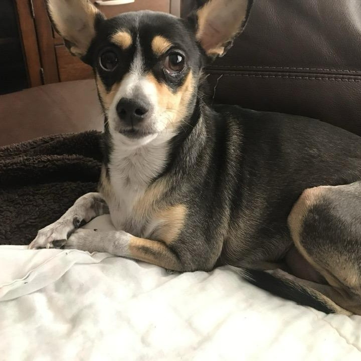 Bella, adopted, Adult Female Rat Terrier.