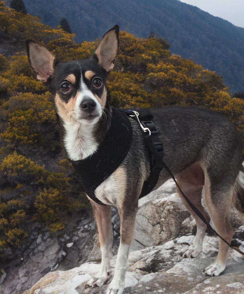 Bella, Adoptable, Adult Female Rat Terrier.