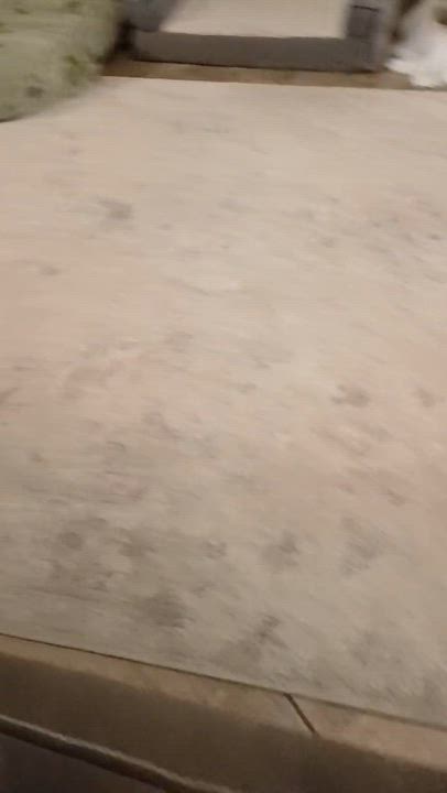 Enlarge Bella, a Adoptable Rat Terrier in Las Vegas, NV video 4/4