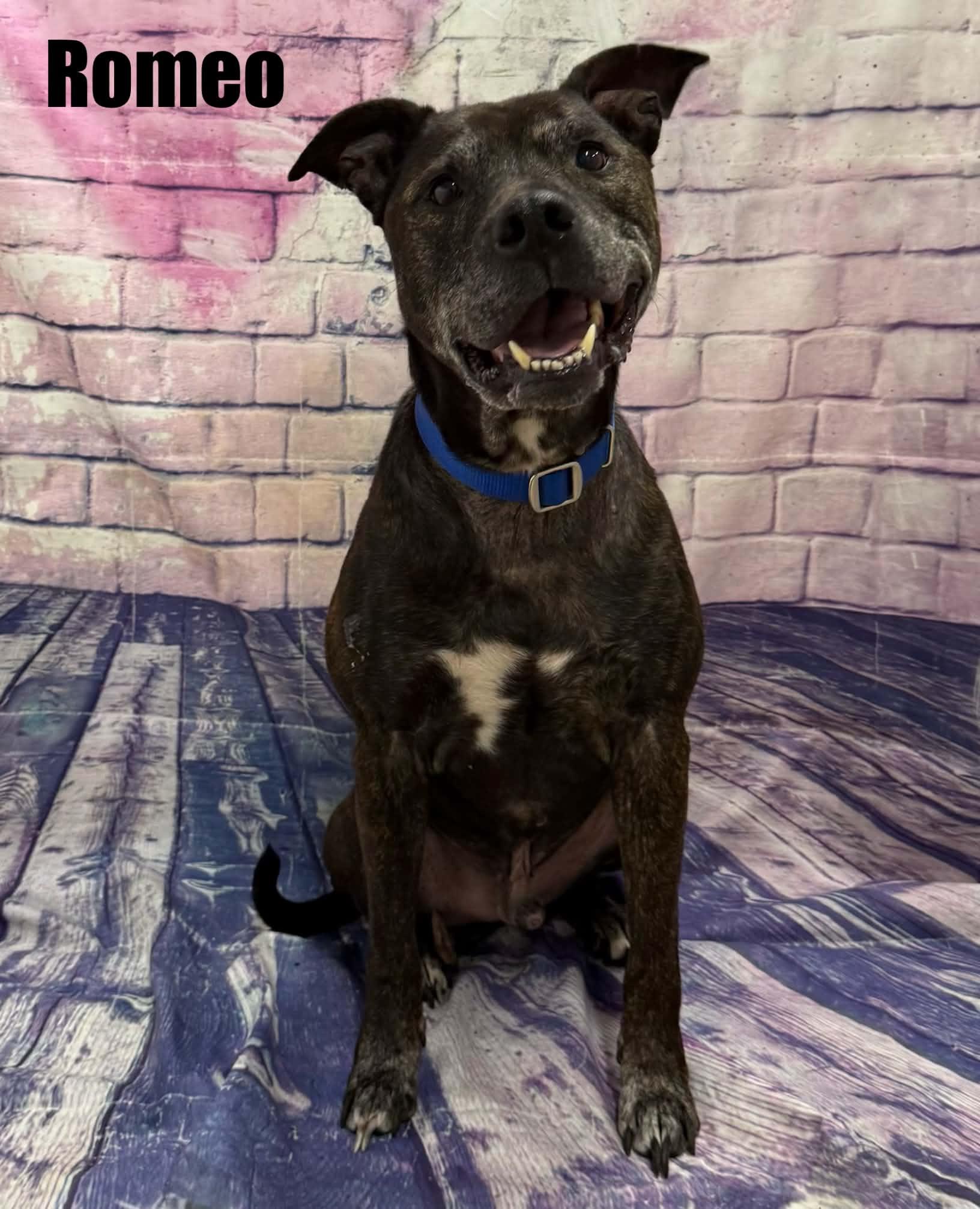 Enlarge Romeo, a Adoptable mixed breed in Quincy, MI image 3/4