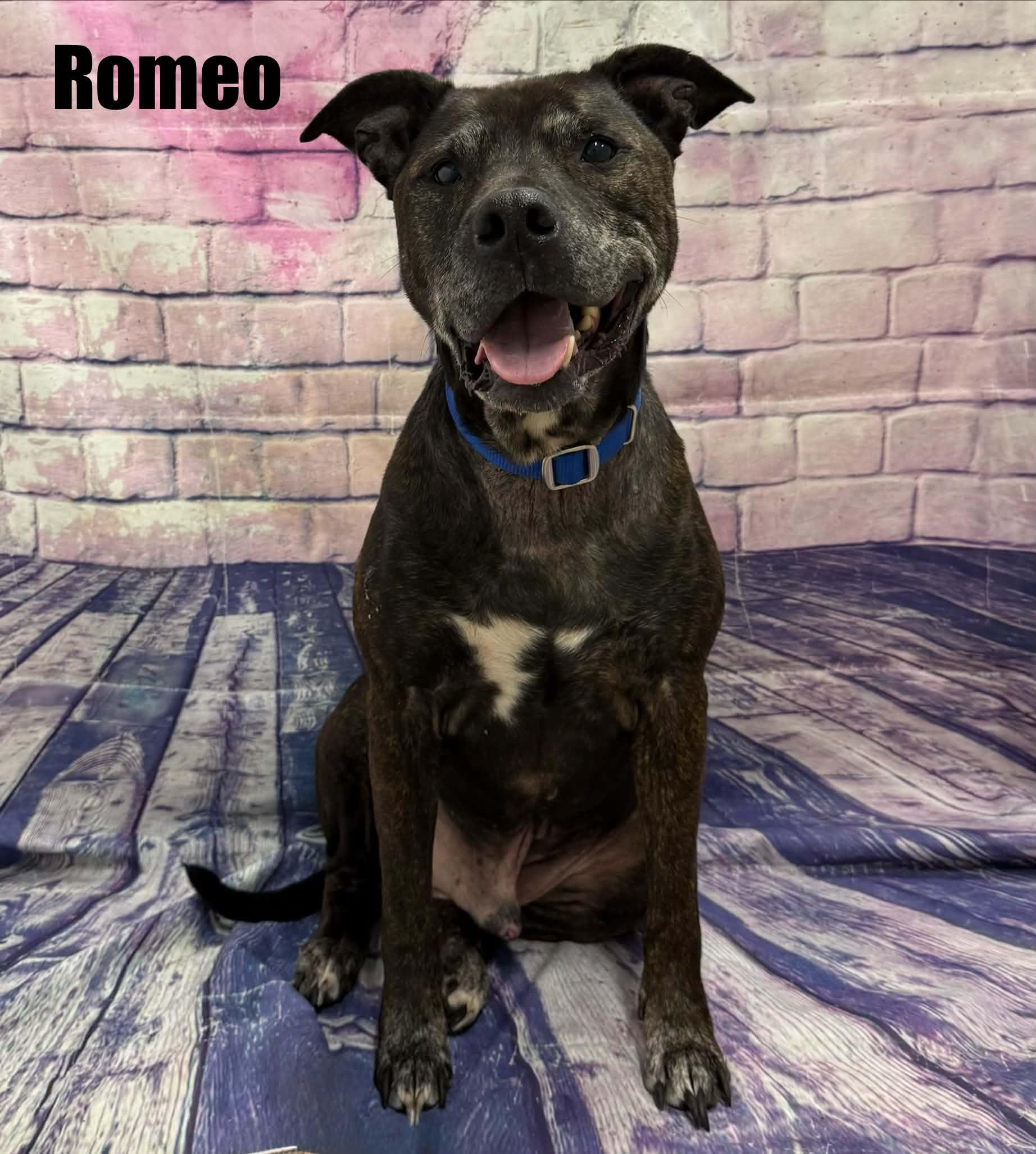 Romeo, Adoptable, Senior Male Mixed Breed.