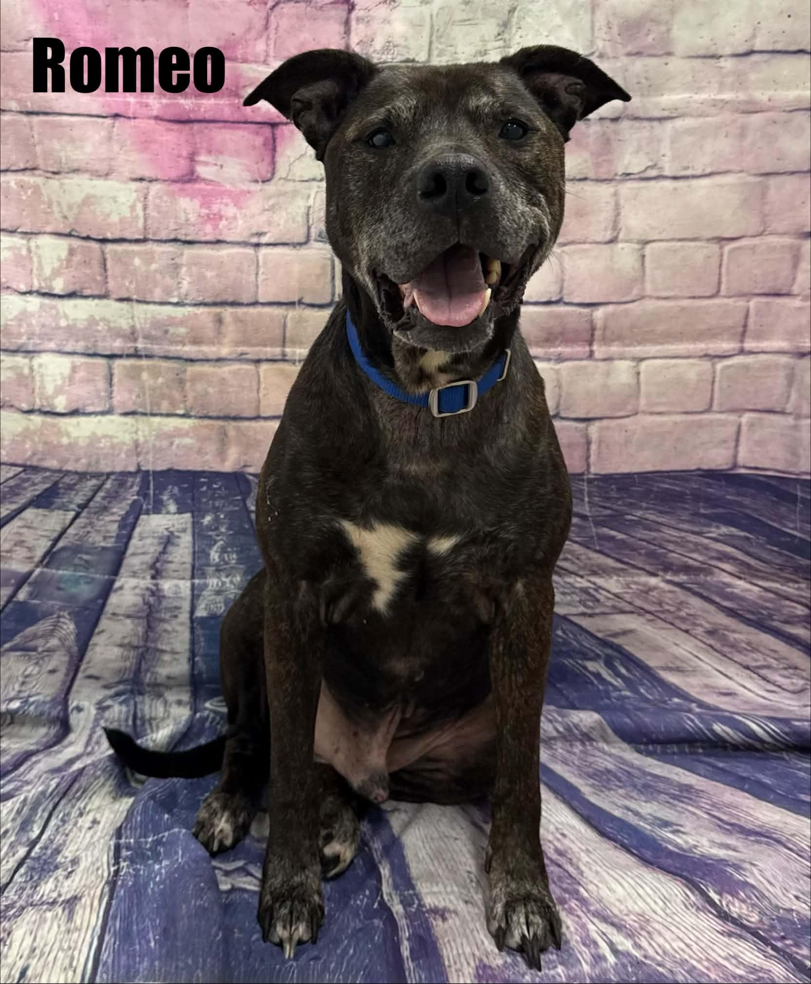 Enlarge Romeo, a Adoptable mixed breed in Quincy, MI image 2/4