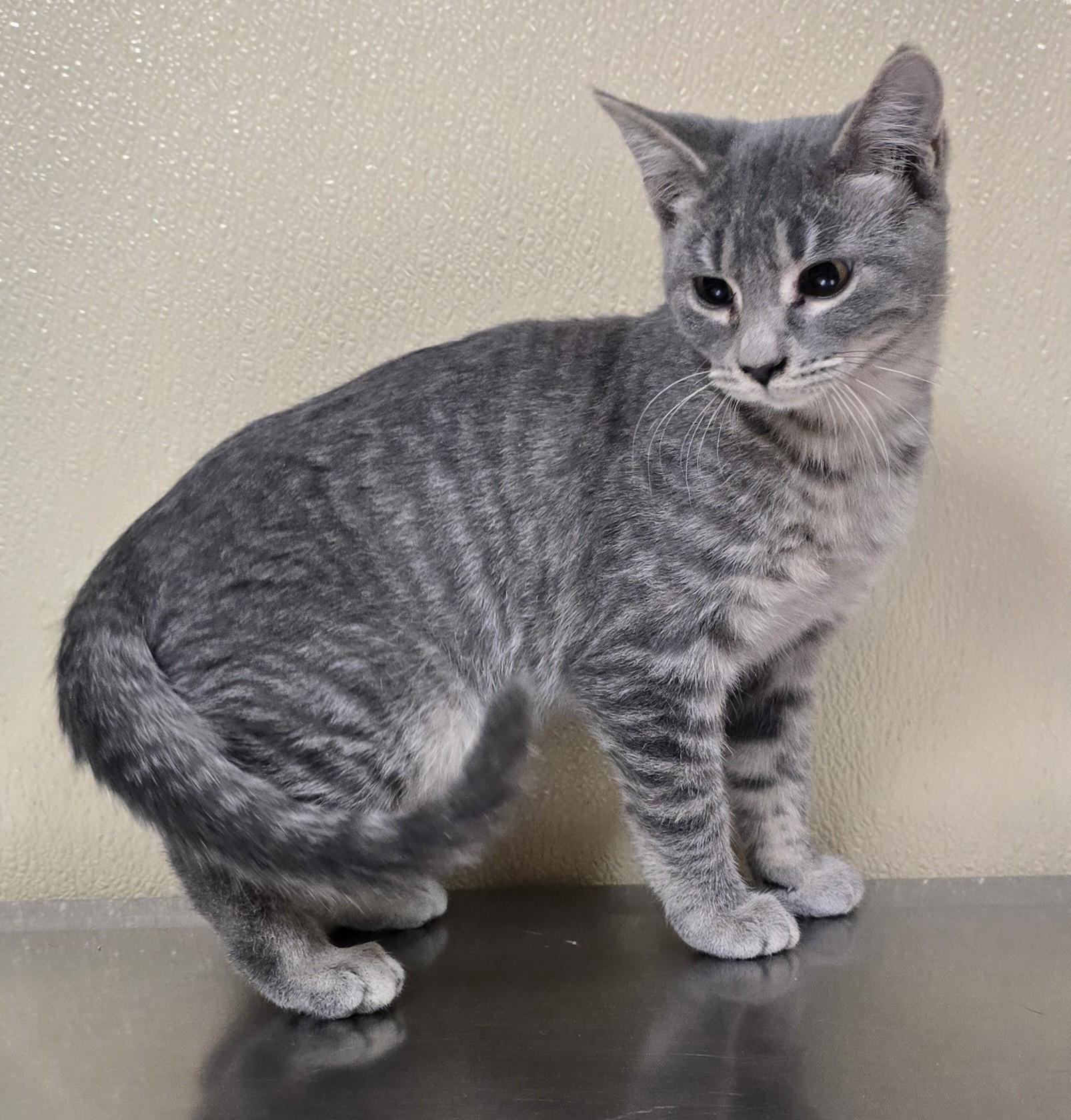 Enlarge Hattie, an adopted mixed breed in Brainerd, MN image 1/1