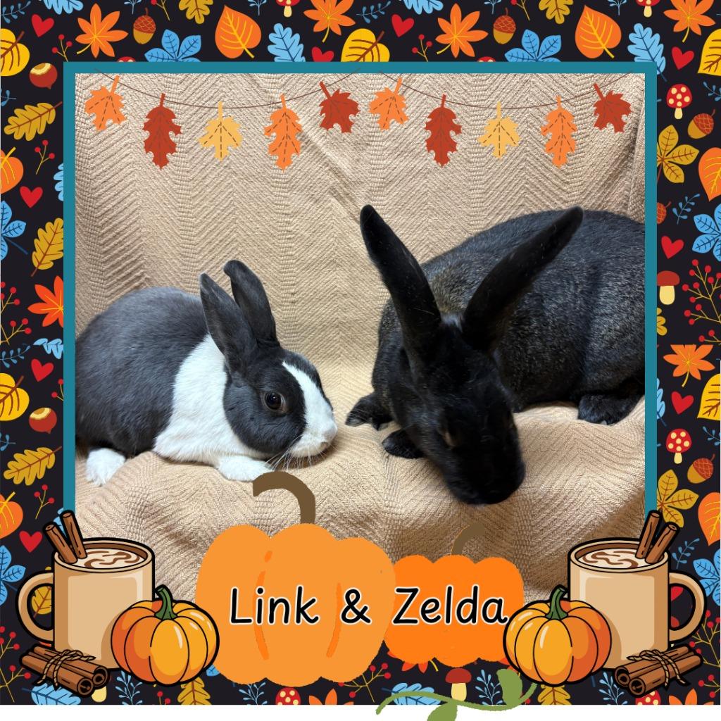 Enlarge Link, a Adoptable Dutch in Elizabethtown, KY image 1/6