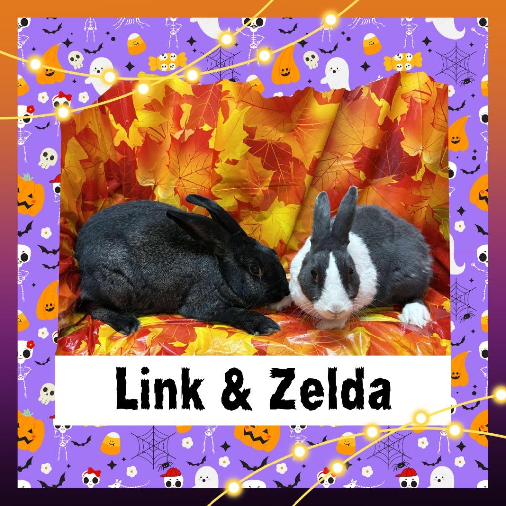 Enlarge Link, a Adoptable Dutch in Elizabethtown, KY image 2/6