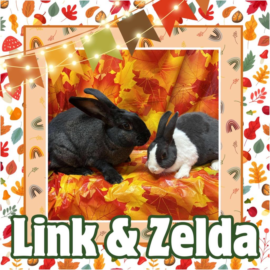 Enlarge Link, a Adoptable Dutch in Elizabethtown, KY image 3/6