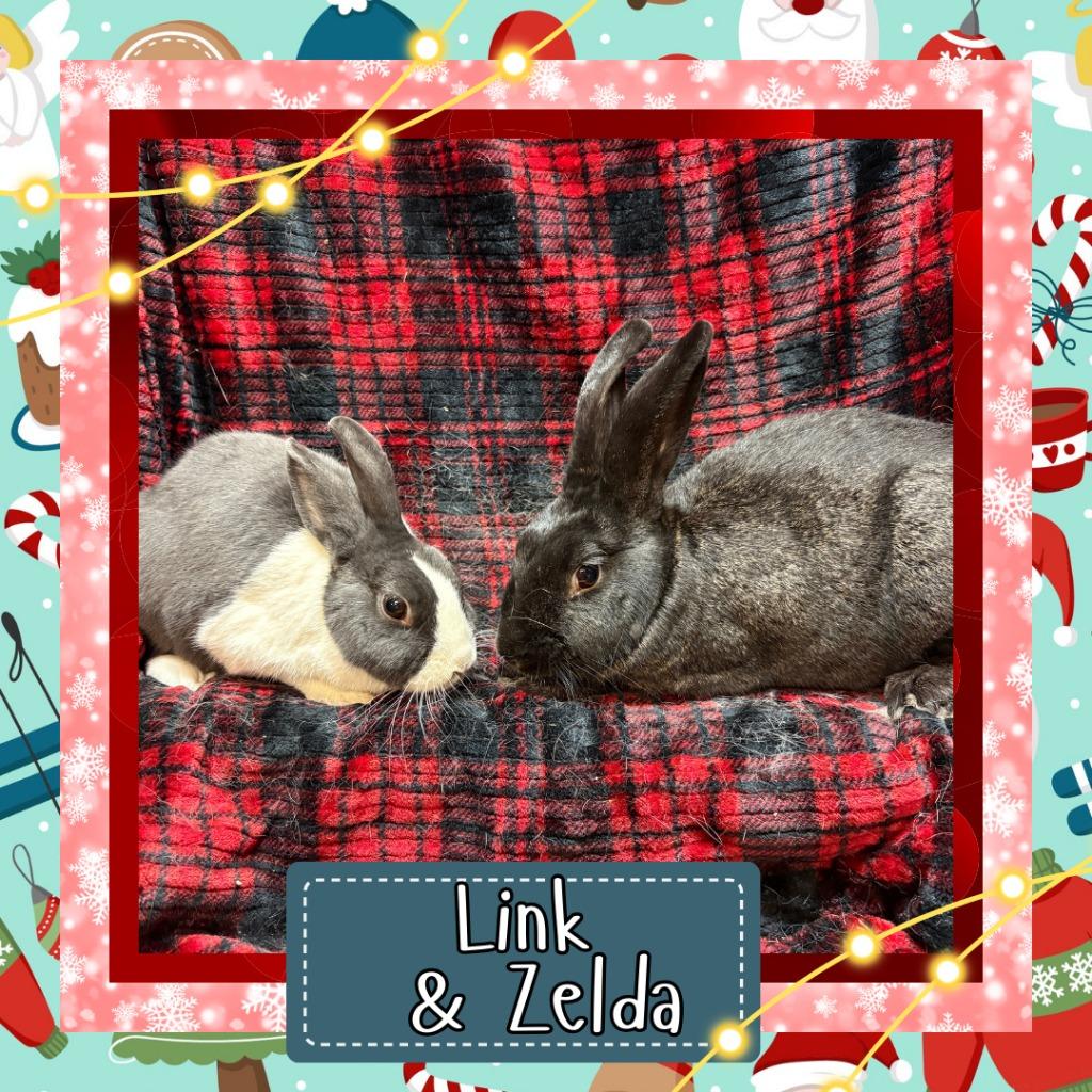 Enlarge Link, a Adoptable Dutch in Elizabethtown, KY image 4/6