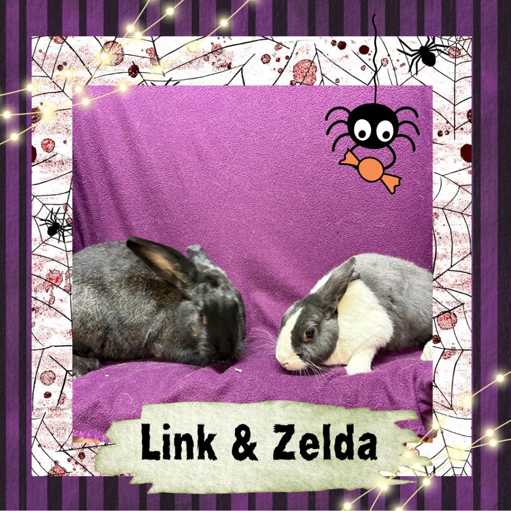 Enlarge Link, a Adoptable Dutch in Elizabethtown, KY image 5/6