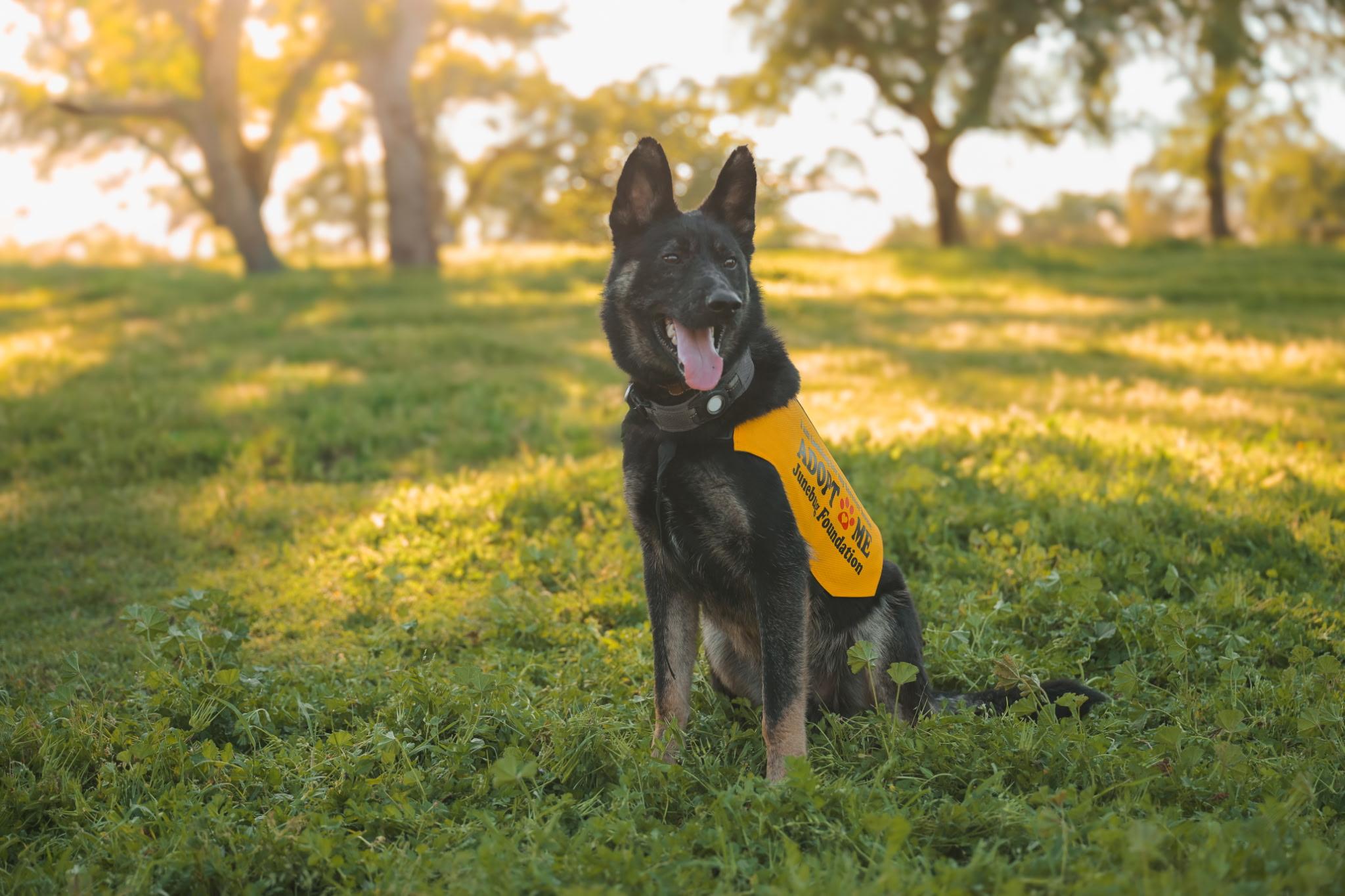 Maverick, Adoptable, Puppy Male German Shepherd Dog.