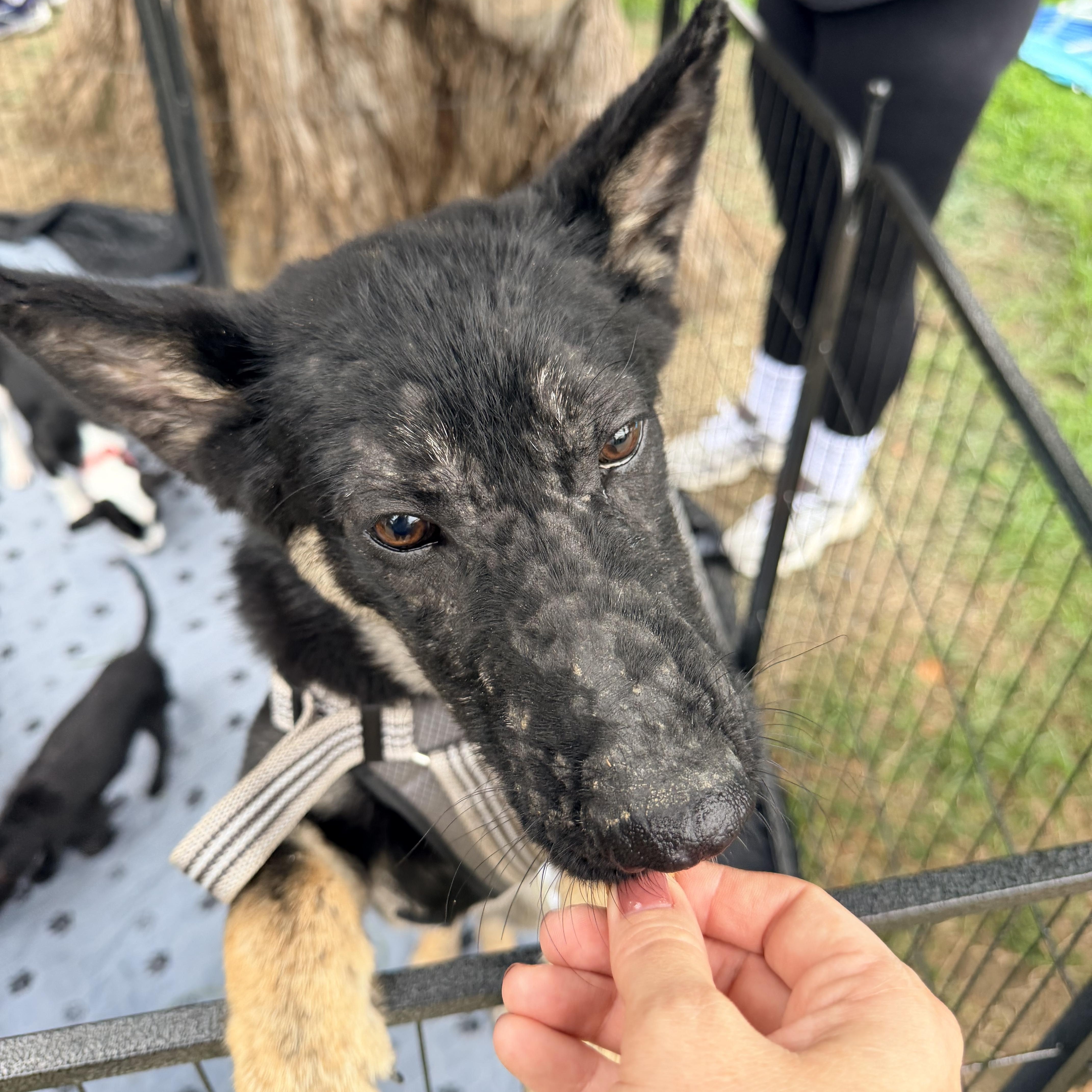 Enlarge Maverick, a Adoptable German Shepherd Dog in Penryn, CA image 3/4