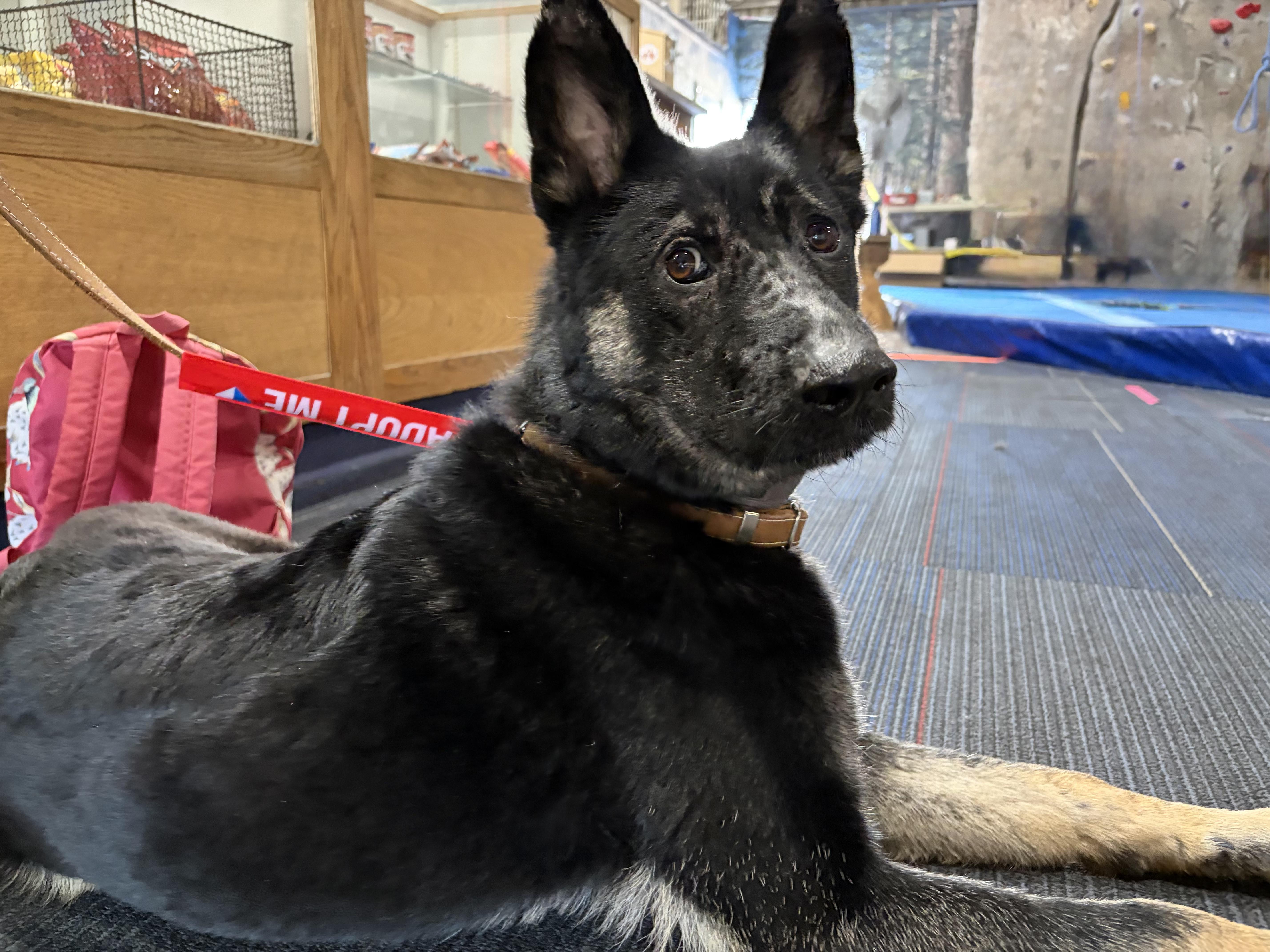 Enlarge Maverick, a Adoptable mixed breed in Penryn, CA image 1/5