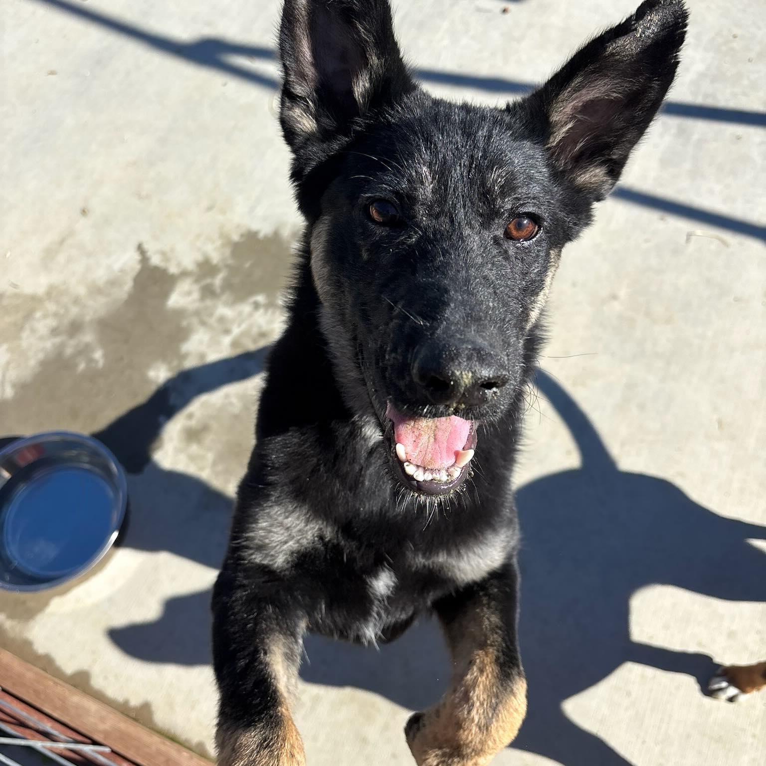 Enlarge Maverick, a Adoptable German Shepherd Dog in Penryn, CA image 1/4