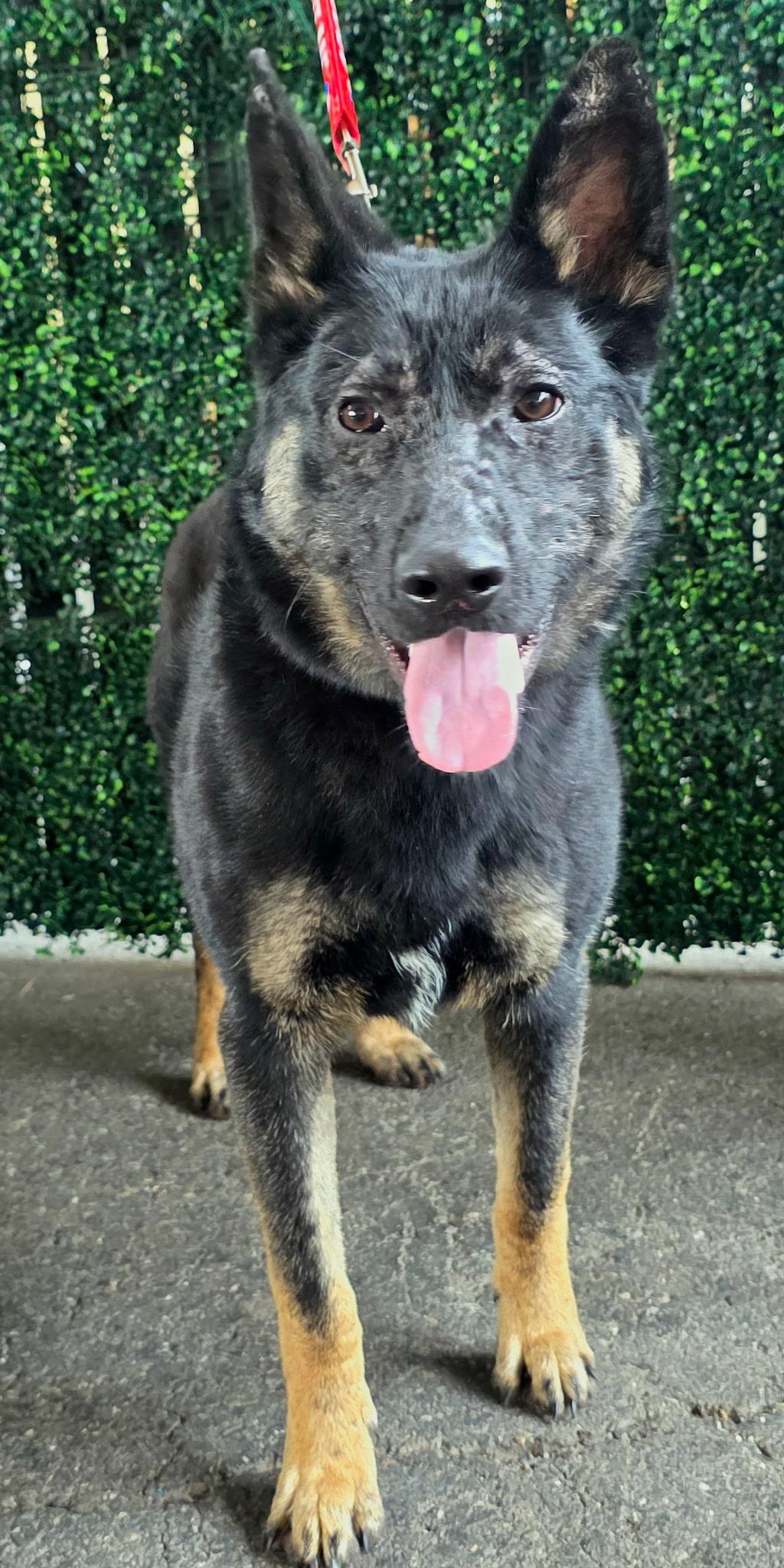 Enlarge Maverick, a Adoptable mixed breed in Penryn, CA image 2/5