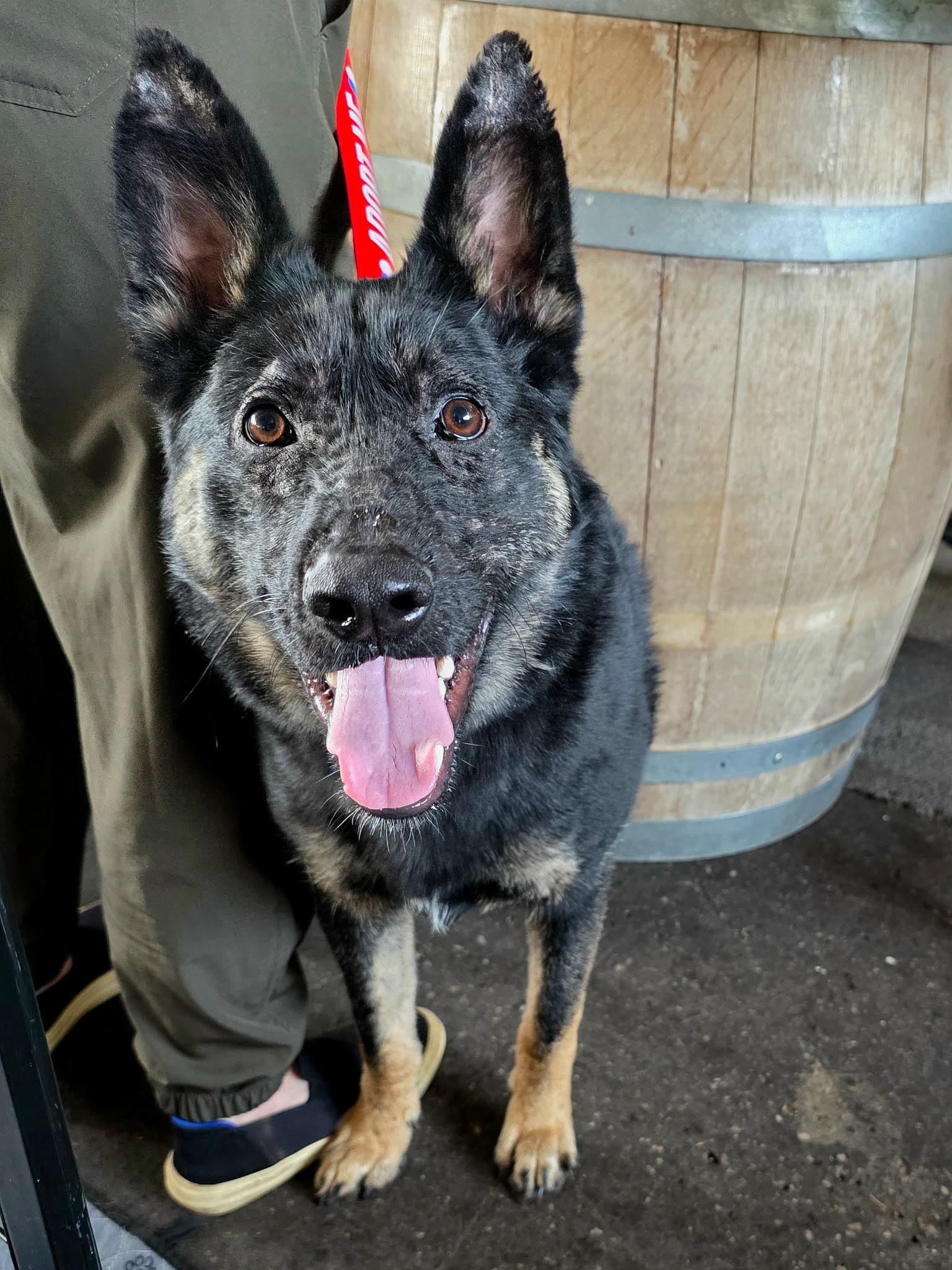 Enlarge Maverick, a Adoptable mixed breed in Penryn, CA image 3/5