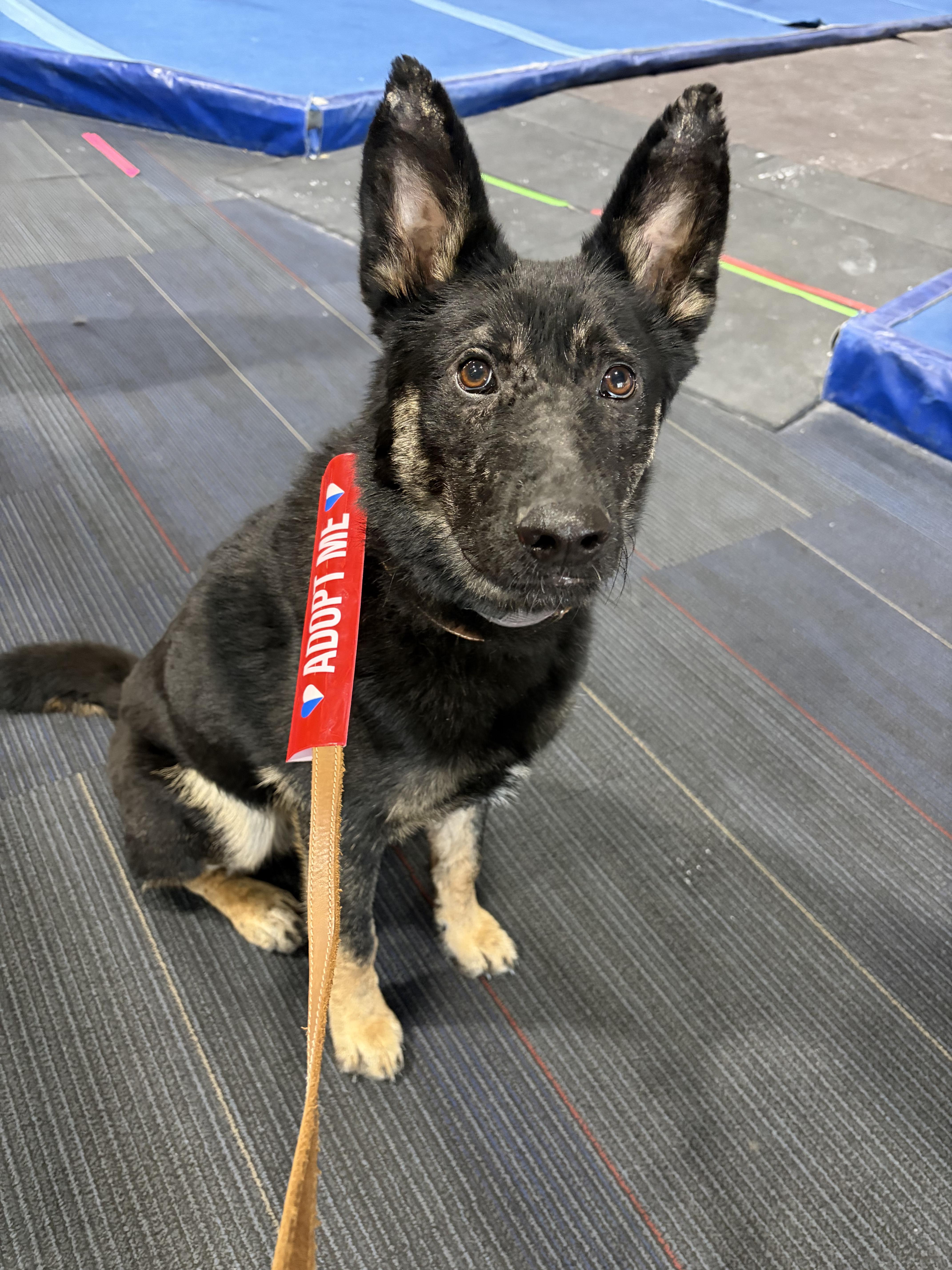 Enlarge Maverick, a Adoptable mixed breed in Penryn, CA image 5/5