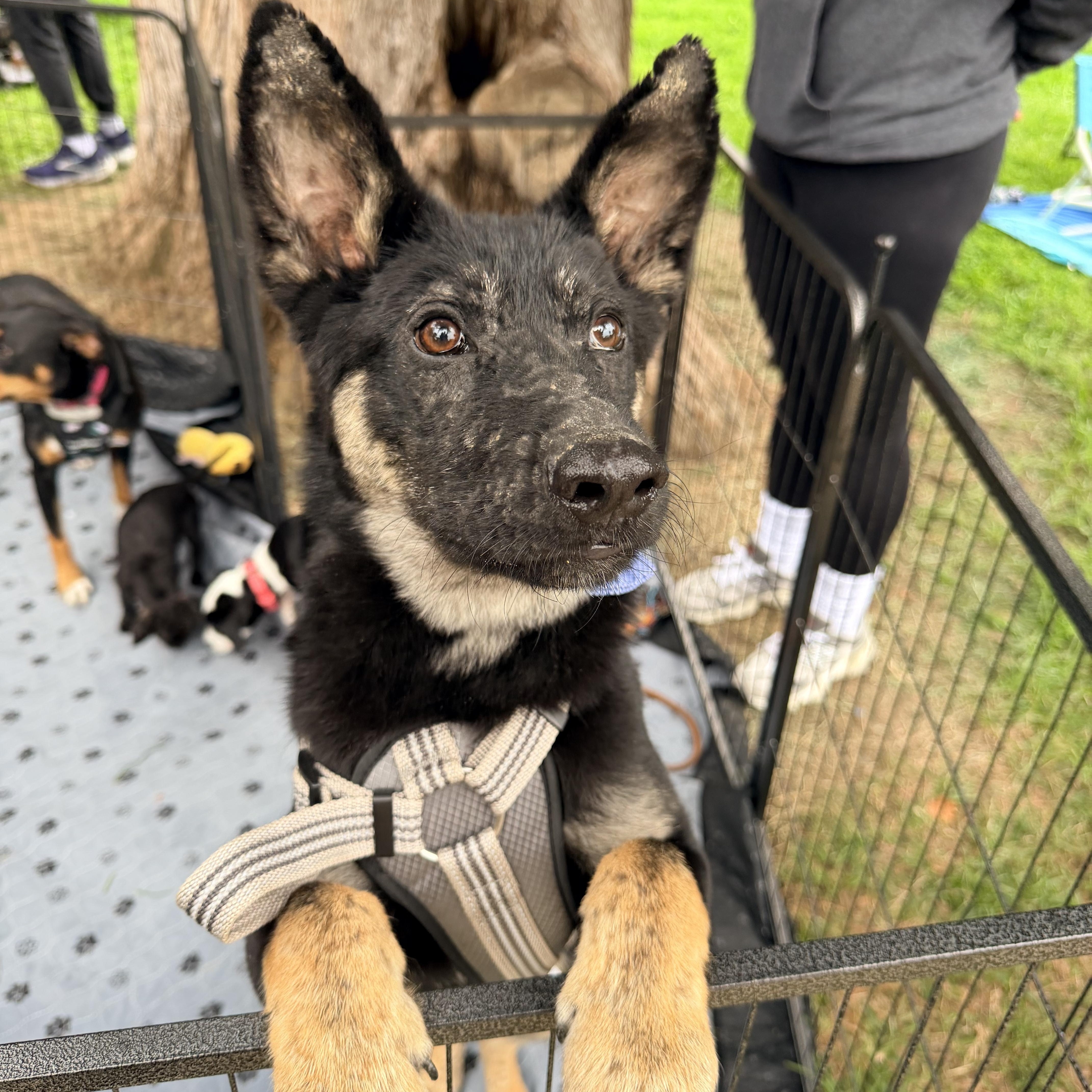 Enlarge Maverick, a Adoptable German Shepherd Dog in Penryn, CA image 2/4